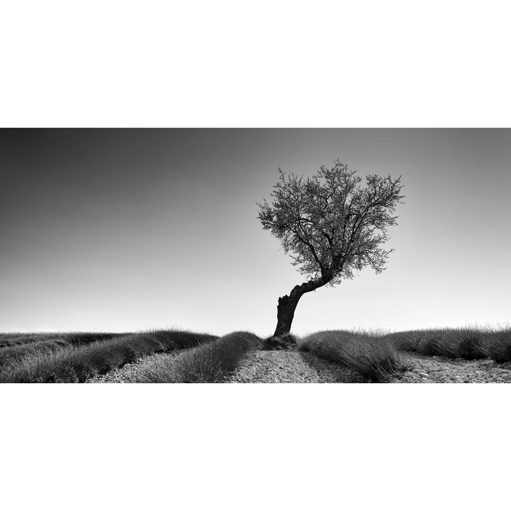 Lavender Field with Tree Panorama Study 1 by Gerald Berghammer, minimalist black-and-white fine art photograph of a solitary tree in a lavender field in France.
