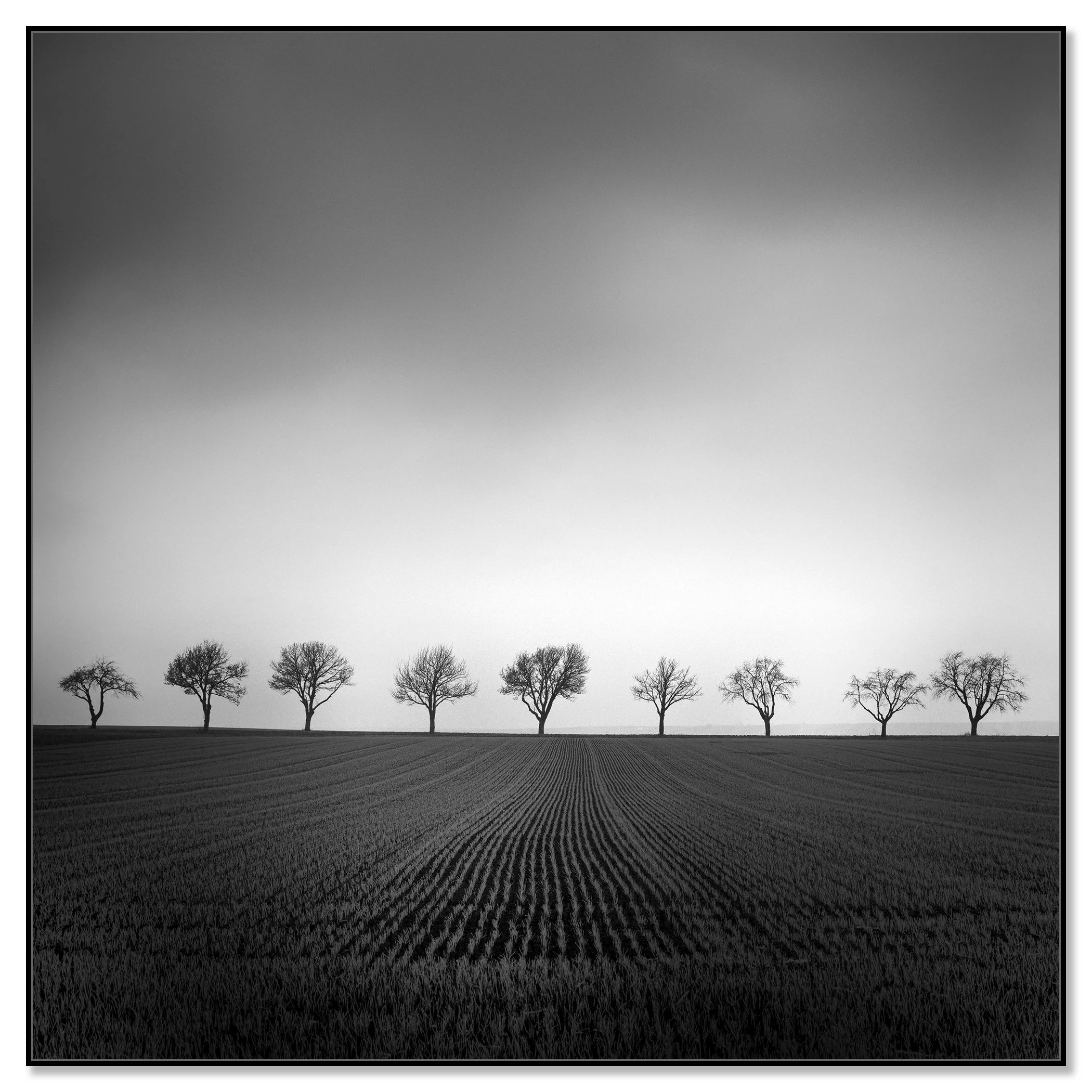 Nine Cherry Trees Study 2 – black-and-white photograph on aluminium Dibond in a black aluminium ArtBox frame by Gerald Berghammer.