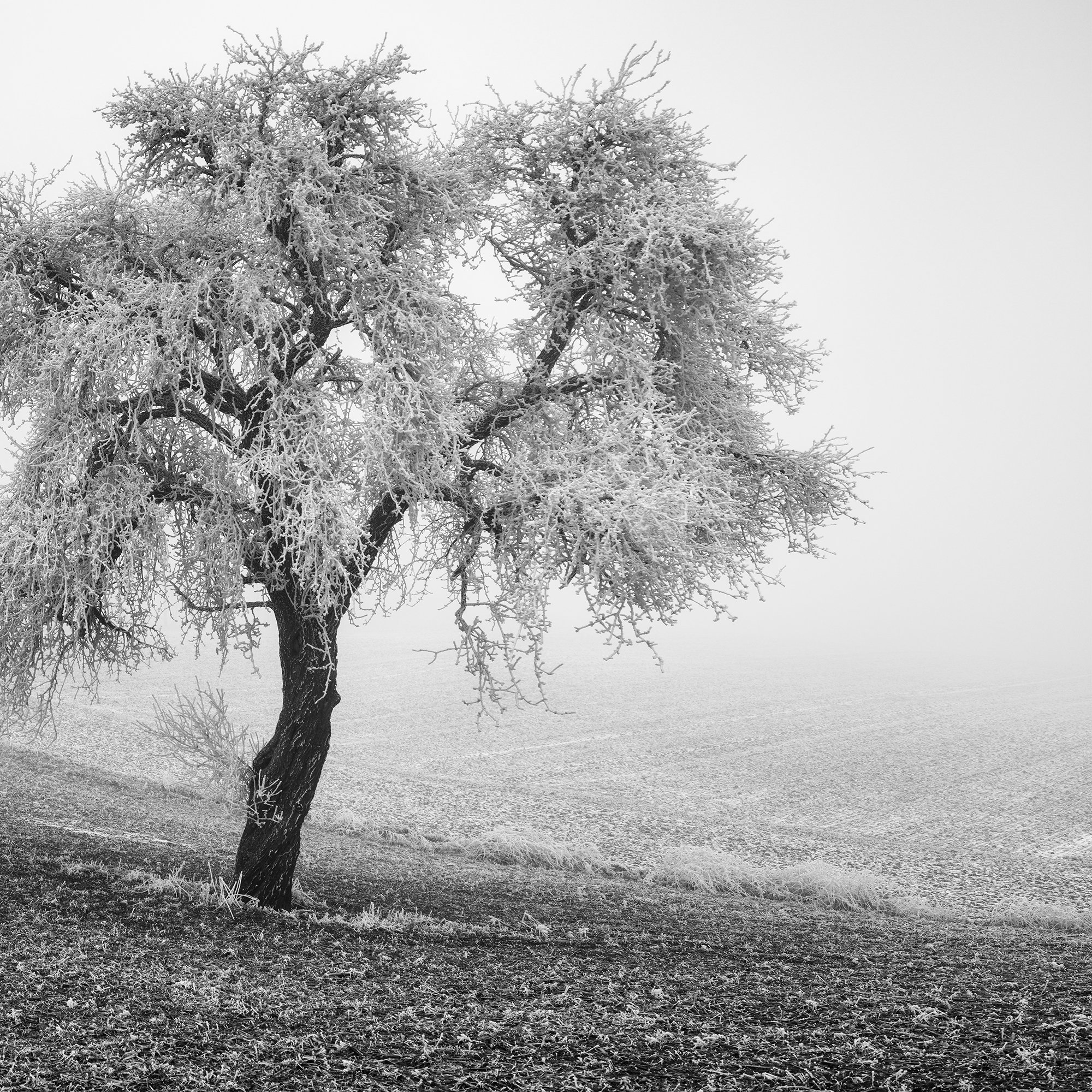 Tree in Frozen Field Panorama Study 1 – detail showing the frost-covered branches and winter landscape by Gerald Berghammer.
