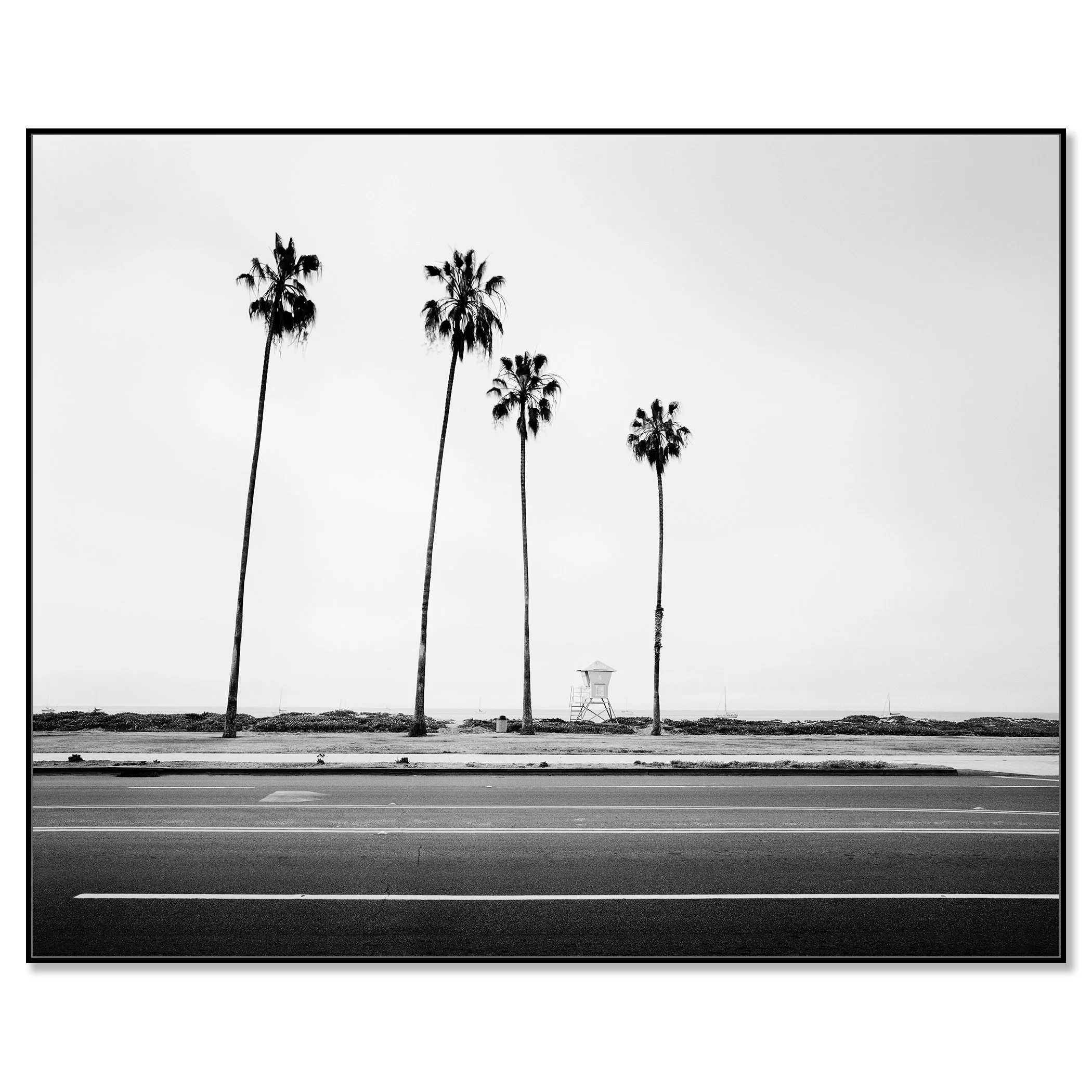 Palm Tree Study 4 presented on aluminium Dibond in a black ArtBox frame by Gerald Berghammer.