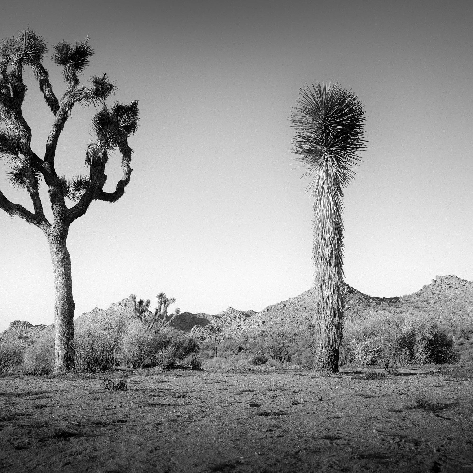 © 2015 Gerald Berghammer - Black and white photo of a desert landscape with two Joshua trees and mountain ridges, California, USA. Print detail 2