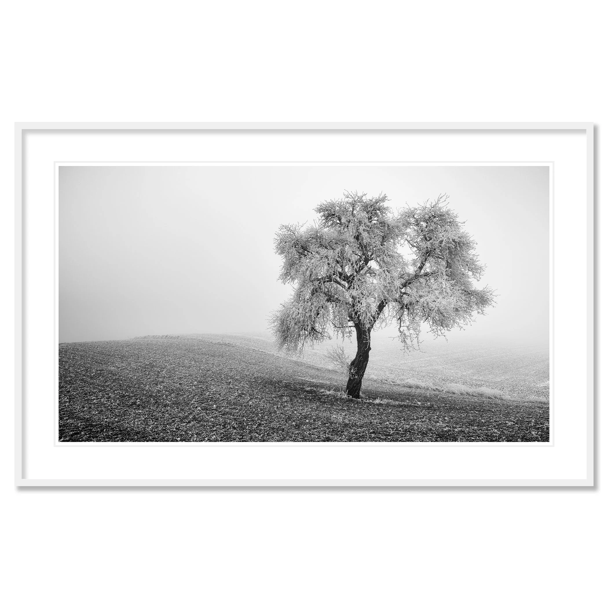 Tree in Frozen Field Panorama Study 1 – archival pigment print in a white aluminium frame with a white mount by Gerald Berghammer.