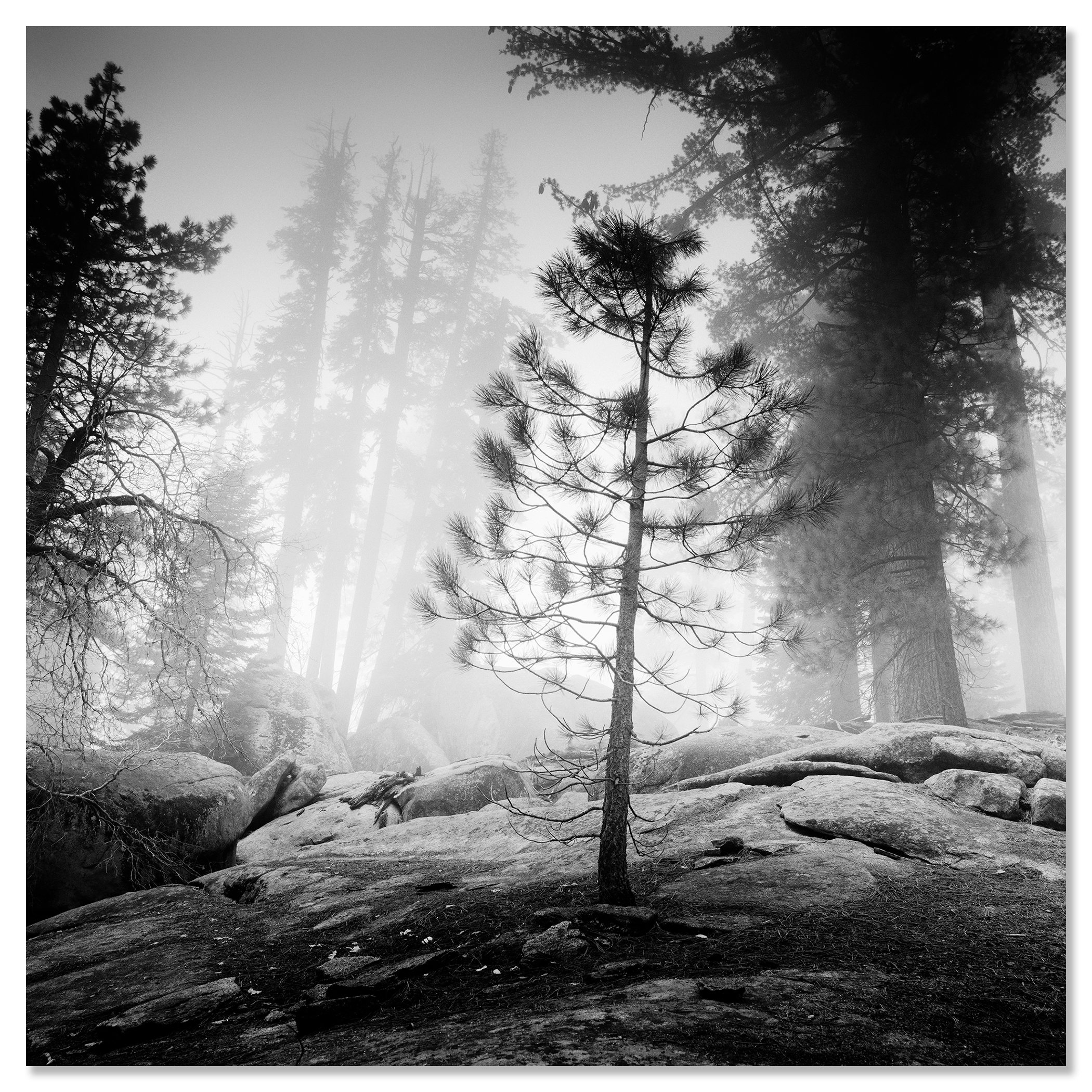 Into the Wild presented as a frameless black-and-white artwork mounted on aluminium Dibond by Gerald Berghammer.