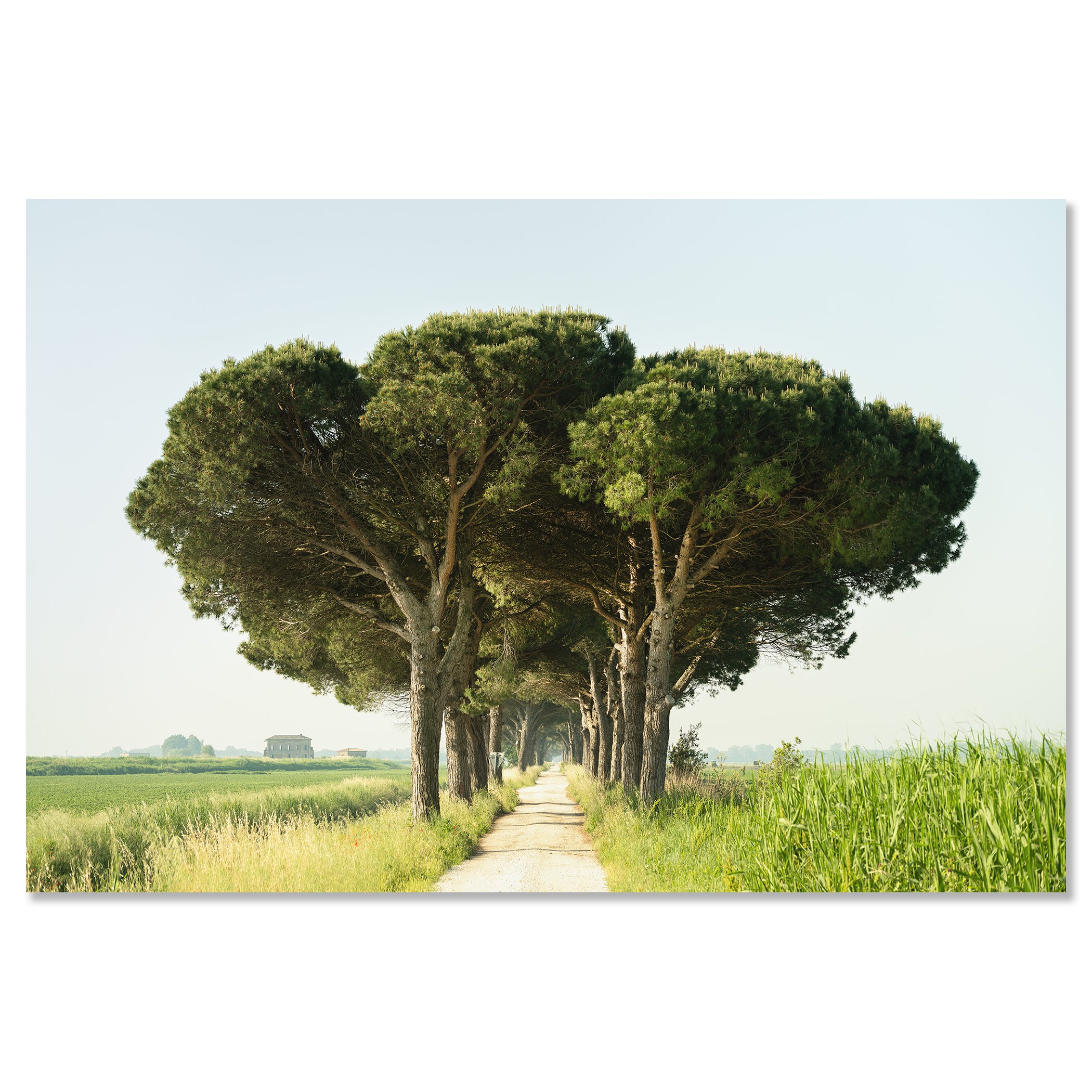 Italian Stone Pine by Gerald Berghammer as a frameless colour artwork mounted on aluminium Dibond.
