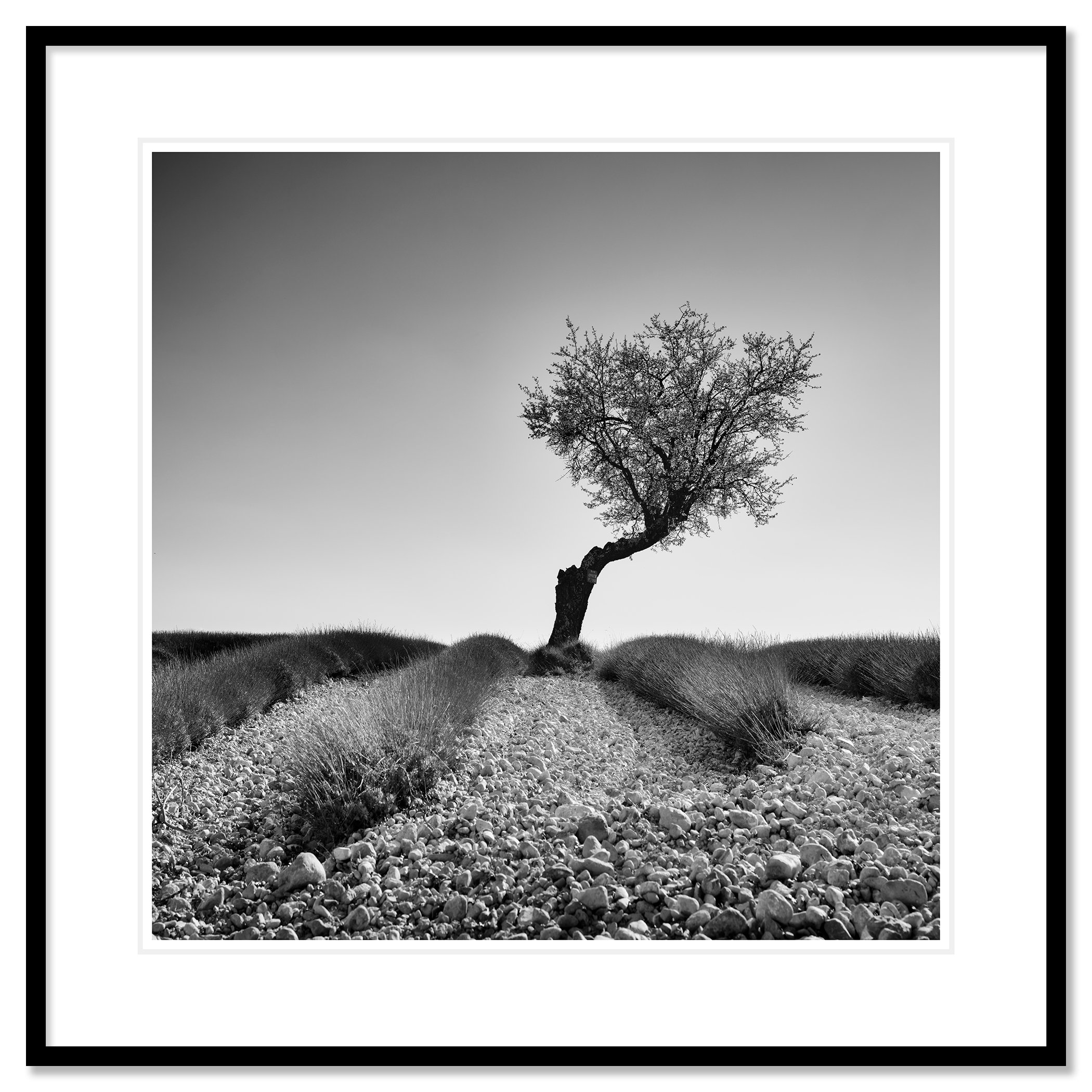 Tree in a Stony Lavender Field Study 1, archival pigment print in a black aluminium frame with white mount by Gerald Berghammer.