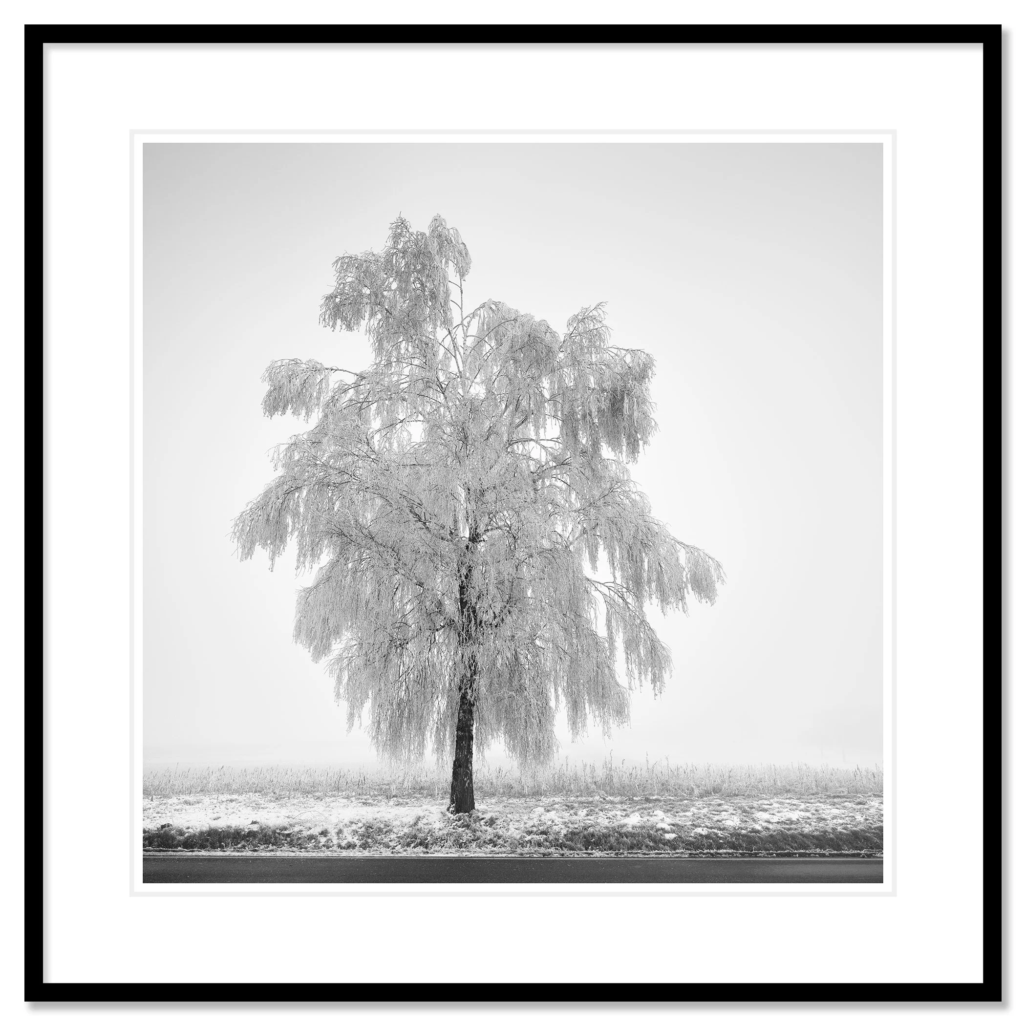 Frozen Birch Tree Study 1 by Gerald Berghammer, archival black-and-white photographic print in a black aluminium frame with a white mount.
