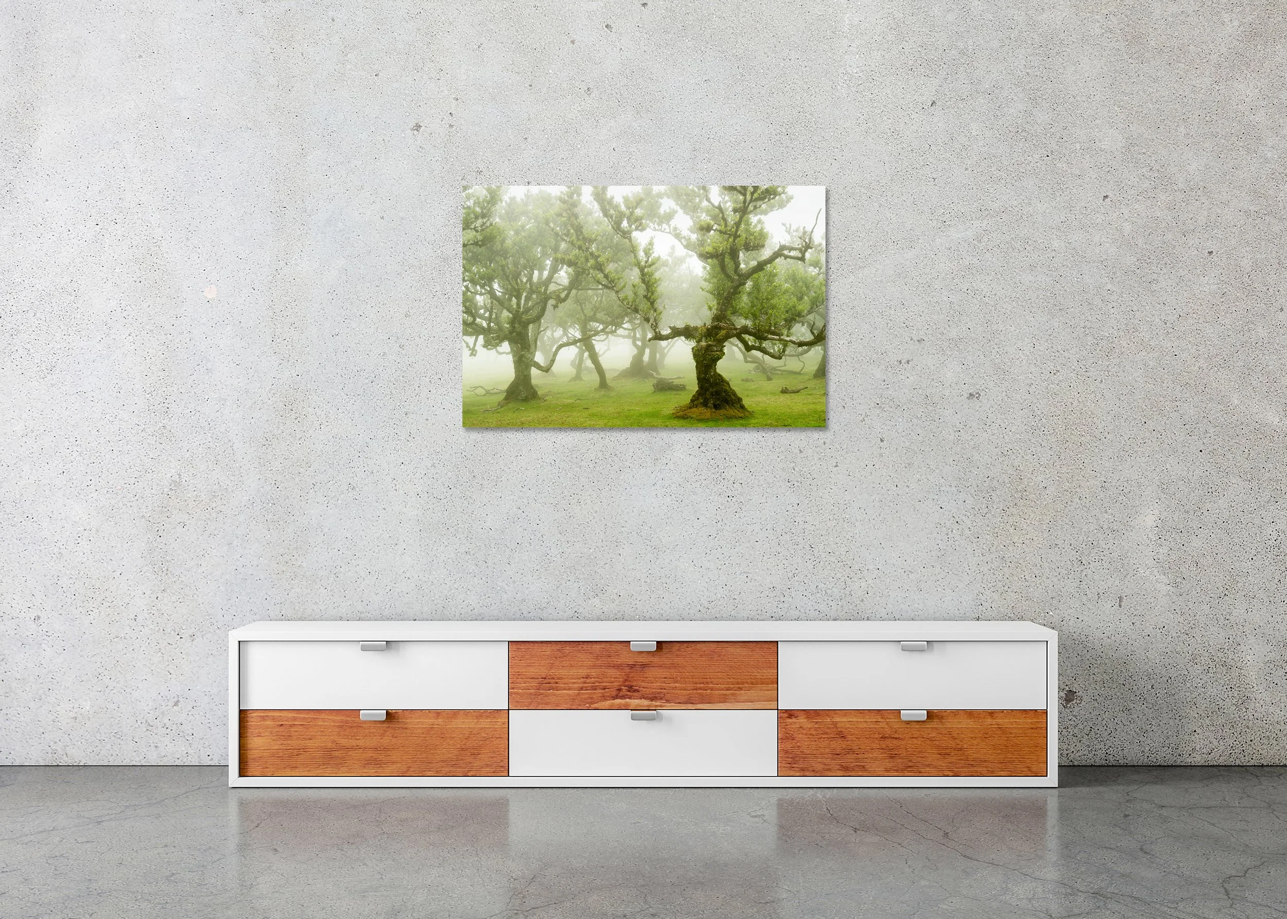Soft morning fog drifting through a misty forest of ancient, moss-covered trees and twisted branches, ChromaLuxe metal print frameless.  File name: