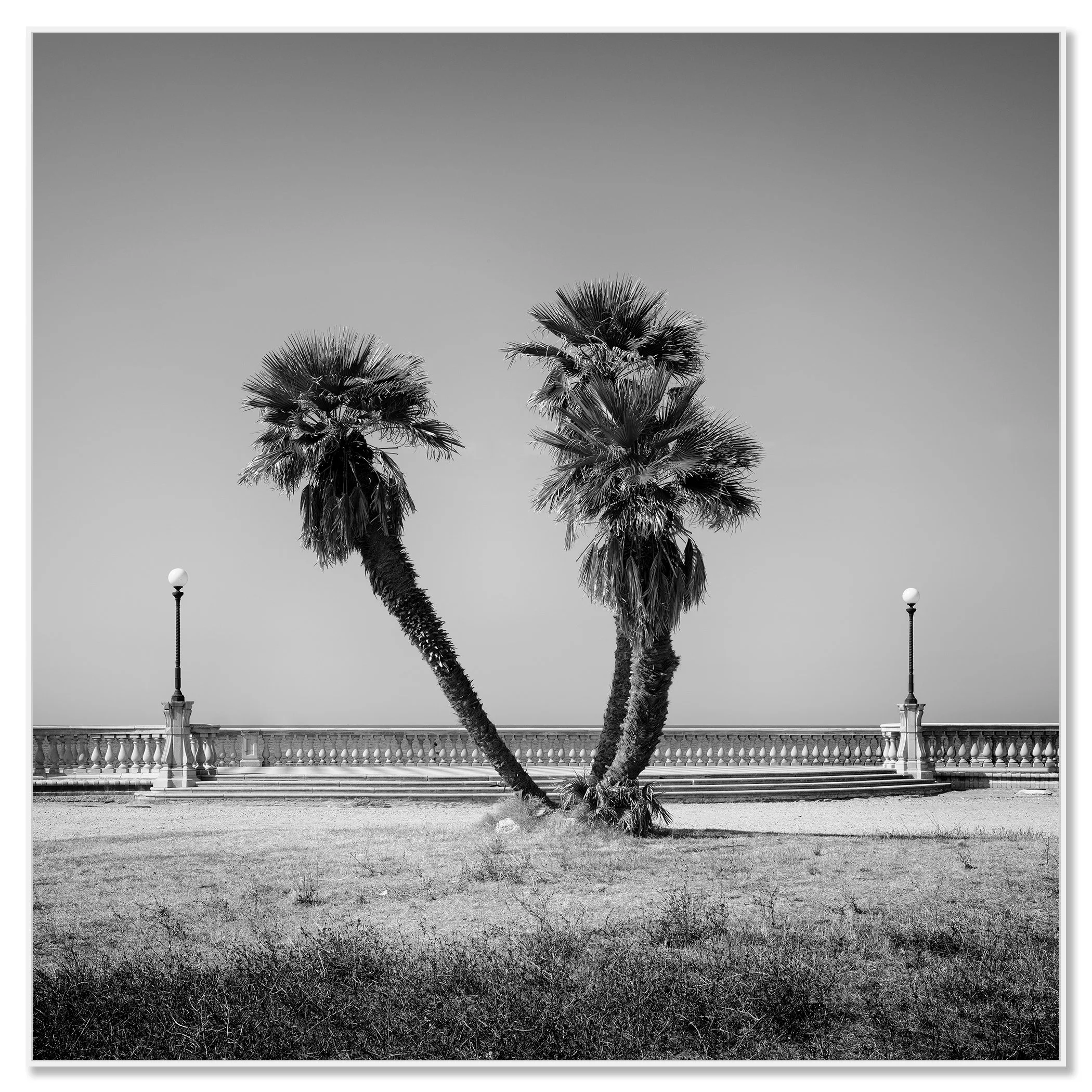 Palm trees line the Terrazza Mascagni promenade in Livorno, Tuscany with a coastal seafront walkway in soft morning light – framed ArtBox white