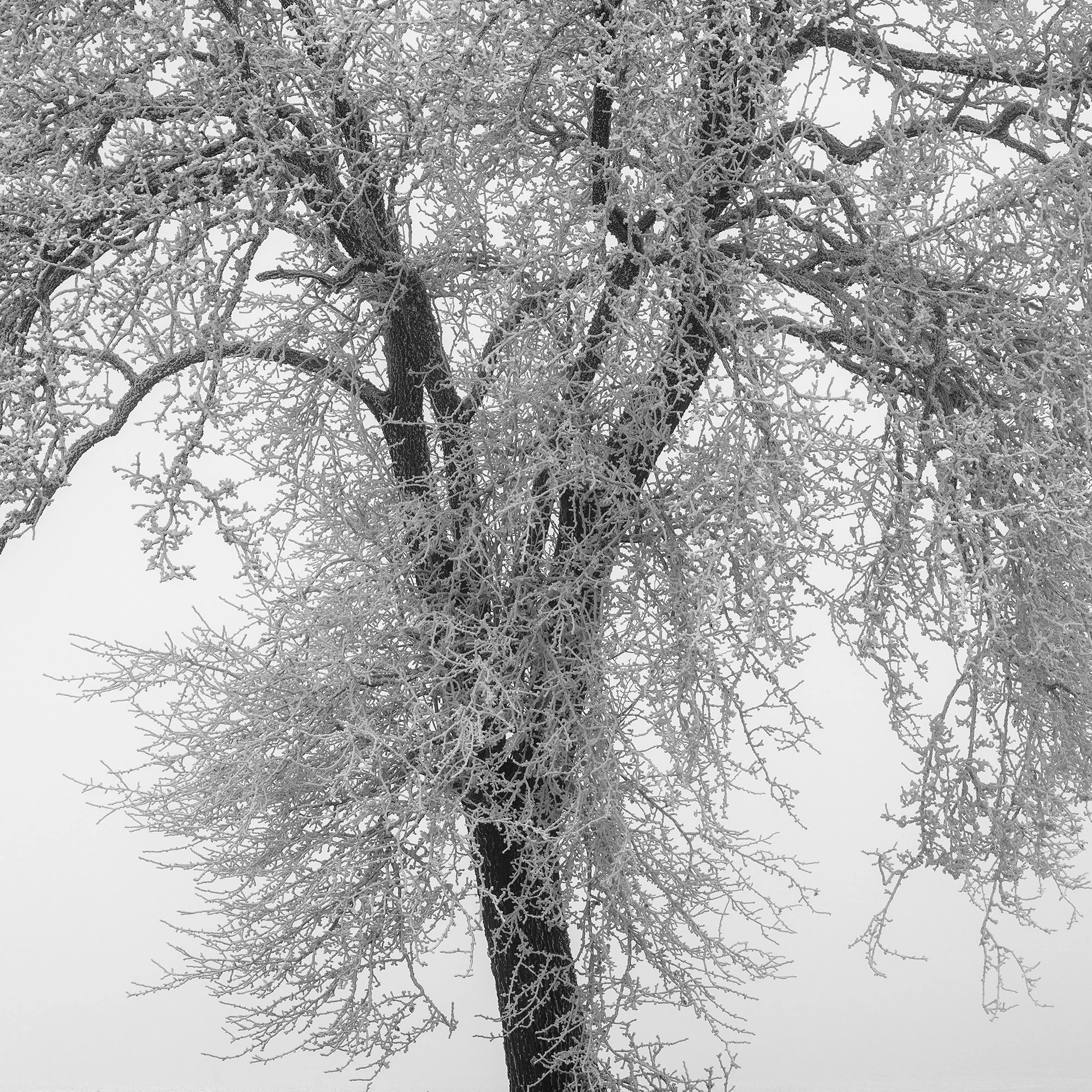 Close-up of intricate frost-covered branches in Hoarfrosted Lonely Tree, Study 1 by Gerald Berghammer.