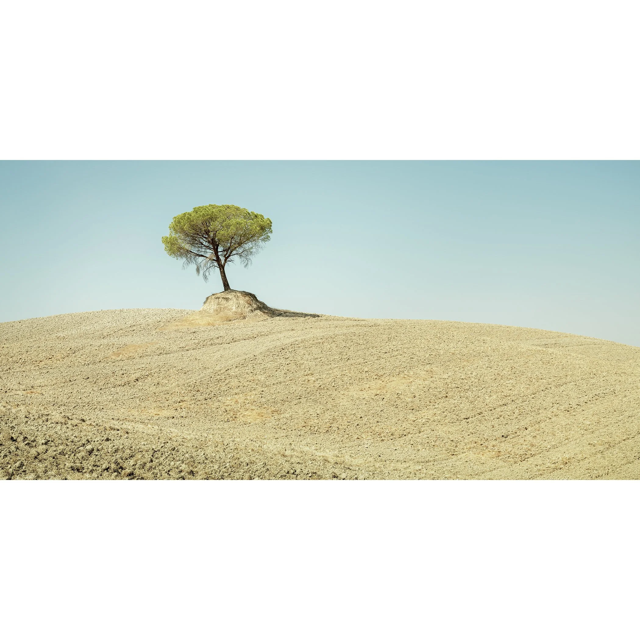Minimalist Tuscan landscape with a solitary Italian stone pine on a pale rolling field beneath a clear blue sky. Photo by Gerald Berghammer.