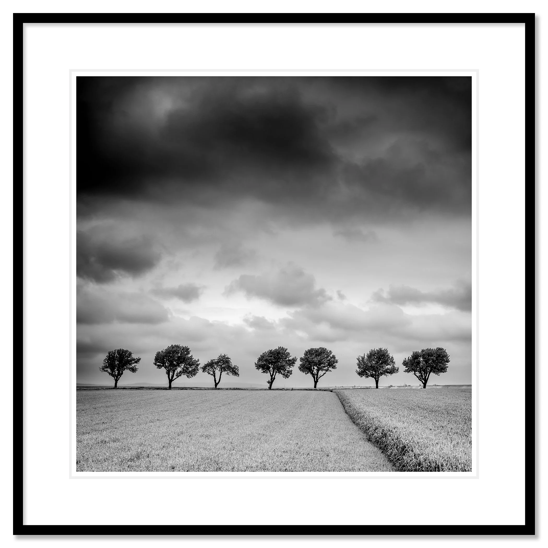 Trees at the Edge of a Field, Study 1 – archival pigment print in a black aluminium frame with a white mount. Photo by Gerald Berghammer.