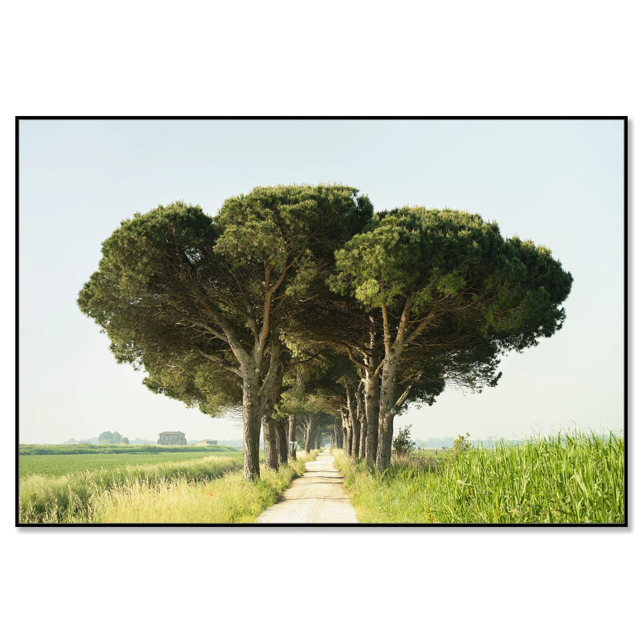 Italian Stone Pine by Gerald Berghammer as a colour Dibond print in a black aluminium ArtBox frame.