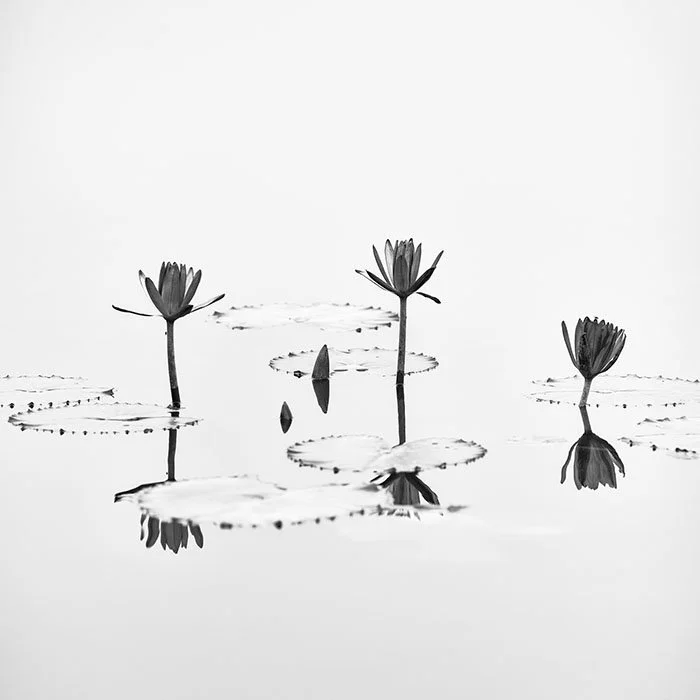 Lotus Flower Study 1 – Vietnam | Gerald Berghammer