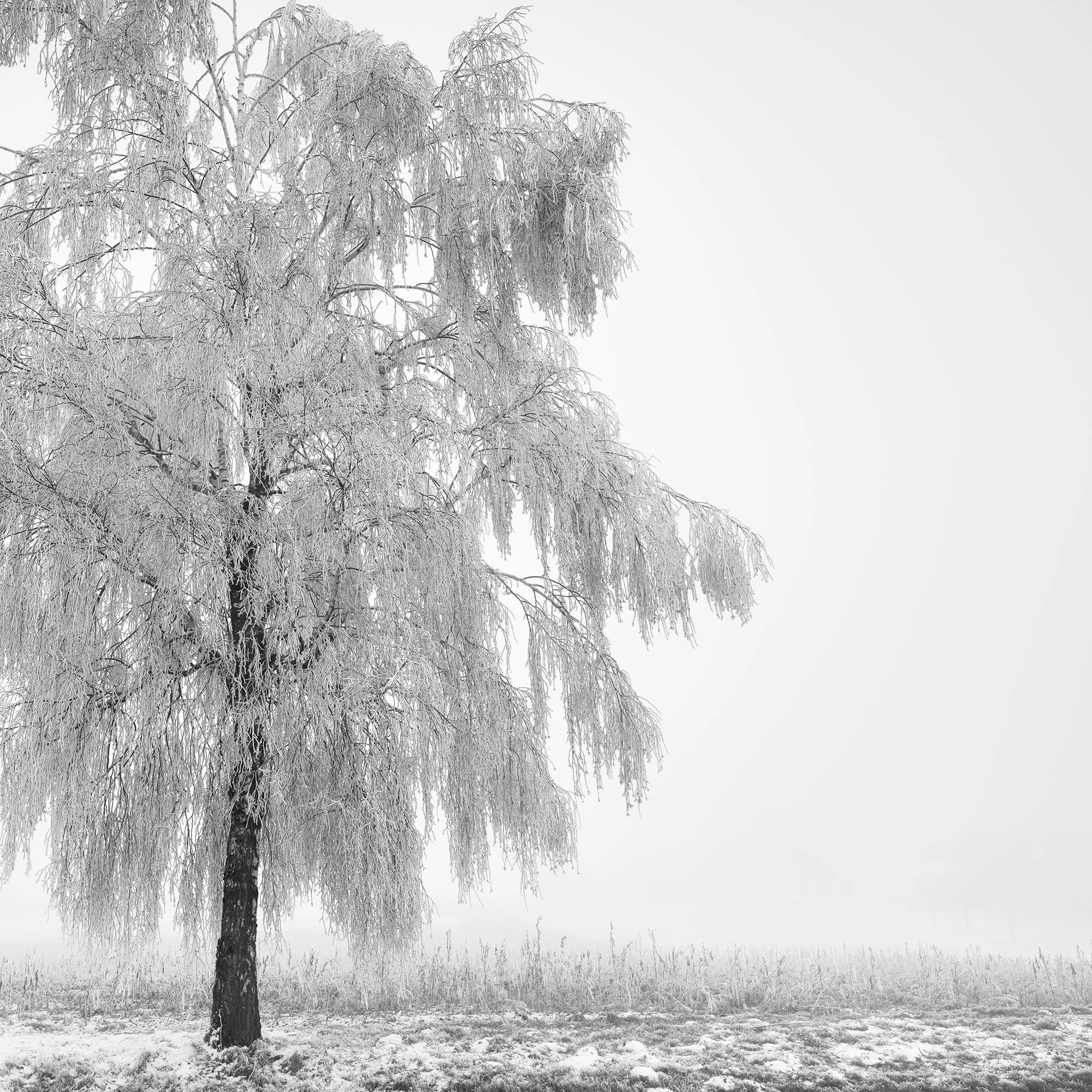 Detail of Frozen Birch Tree Study 1 by Gerald Berghammer, highlighting intricate winter ice textures and fine branches.