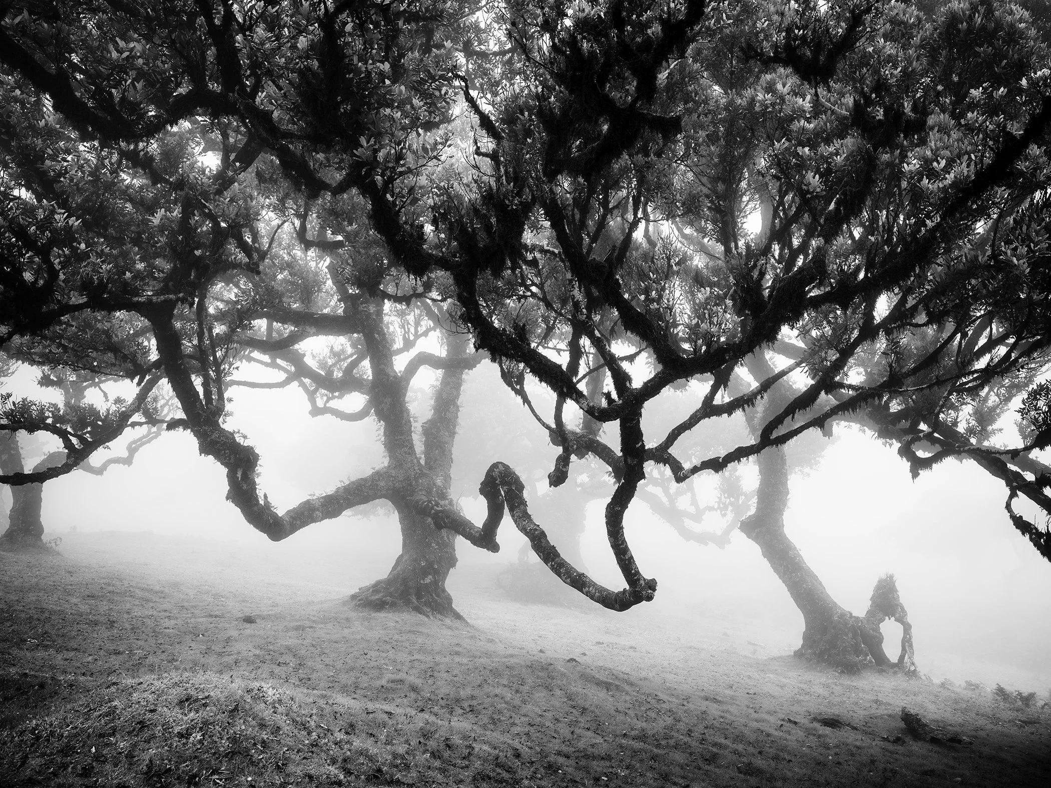 Ancient gnarled trees emerging through fog in a monochrome woodland landscape