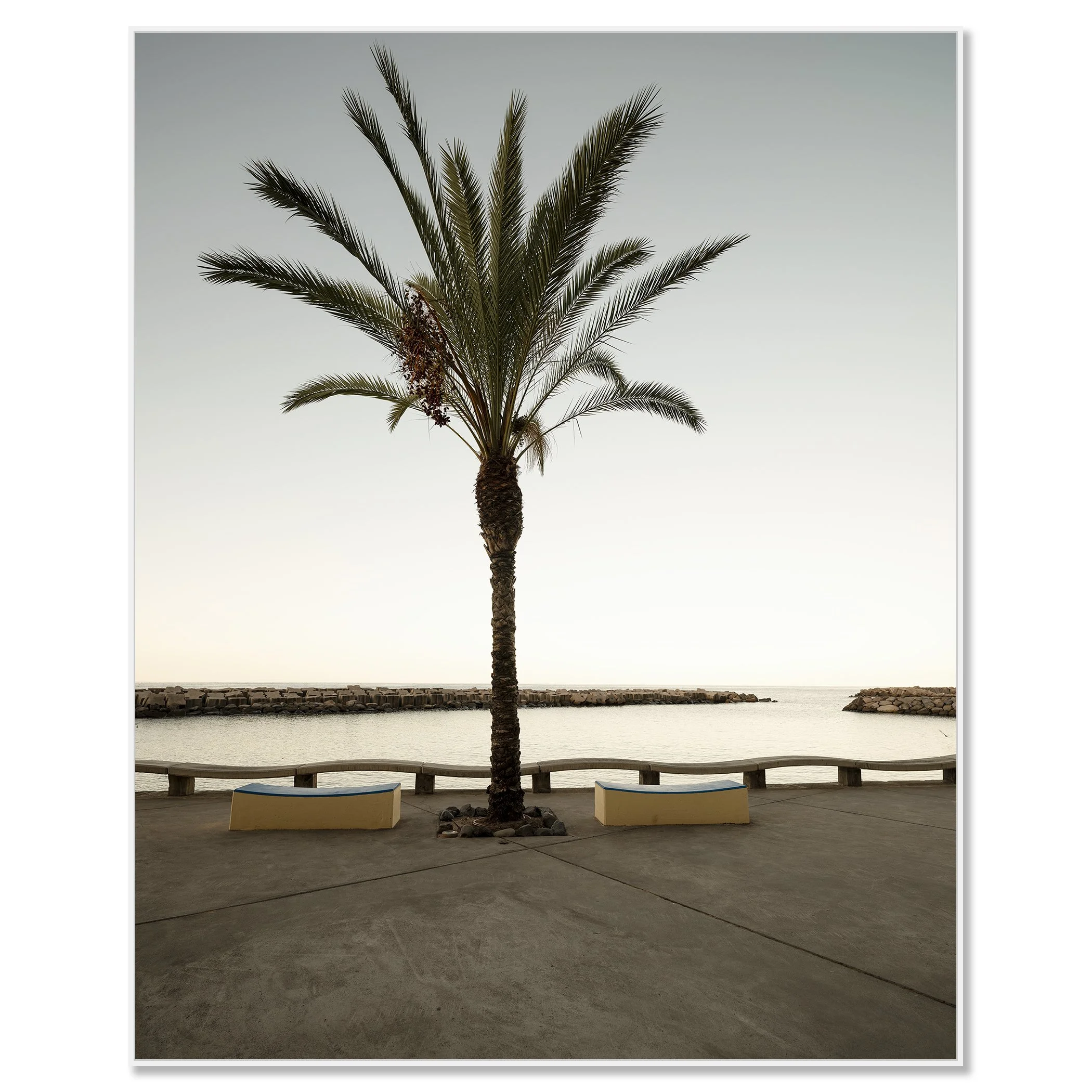 Single palm tree on a concrete seafront promenade with two benches and a curved sea wall under a grey sky – framed ArtBox white