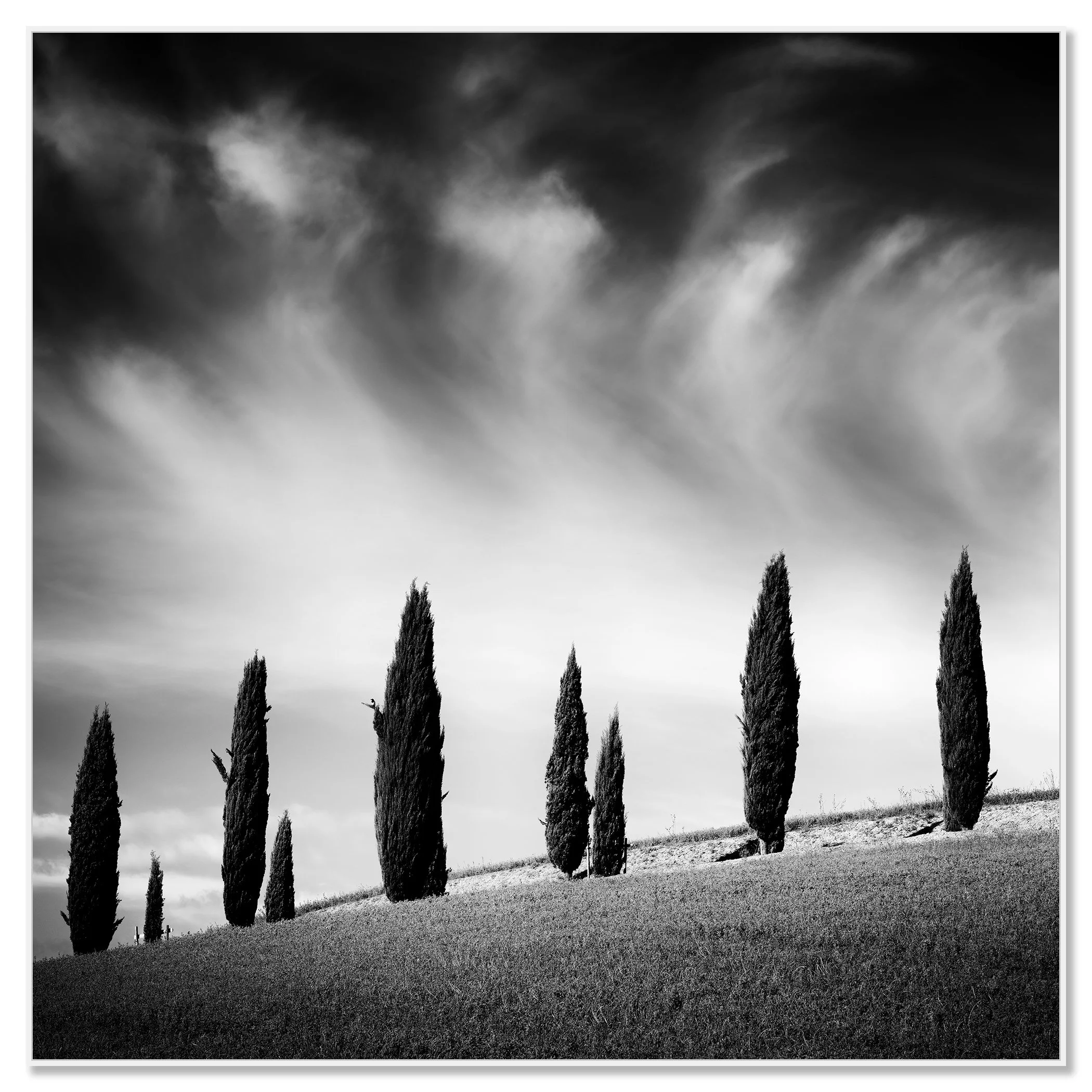 Black and white landscape with slender cypress trees on a gentle hill under a dramatic cloudy sky – framed ArtBox white