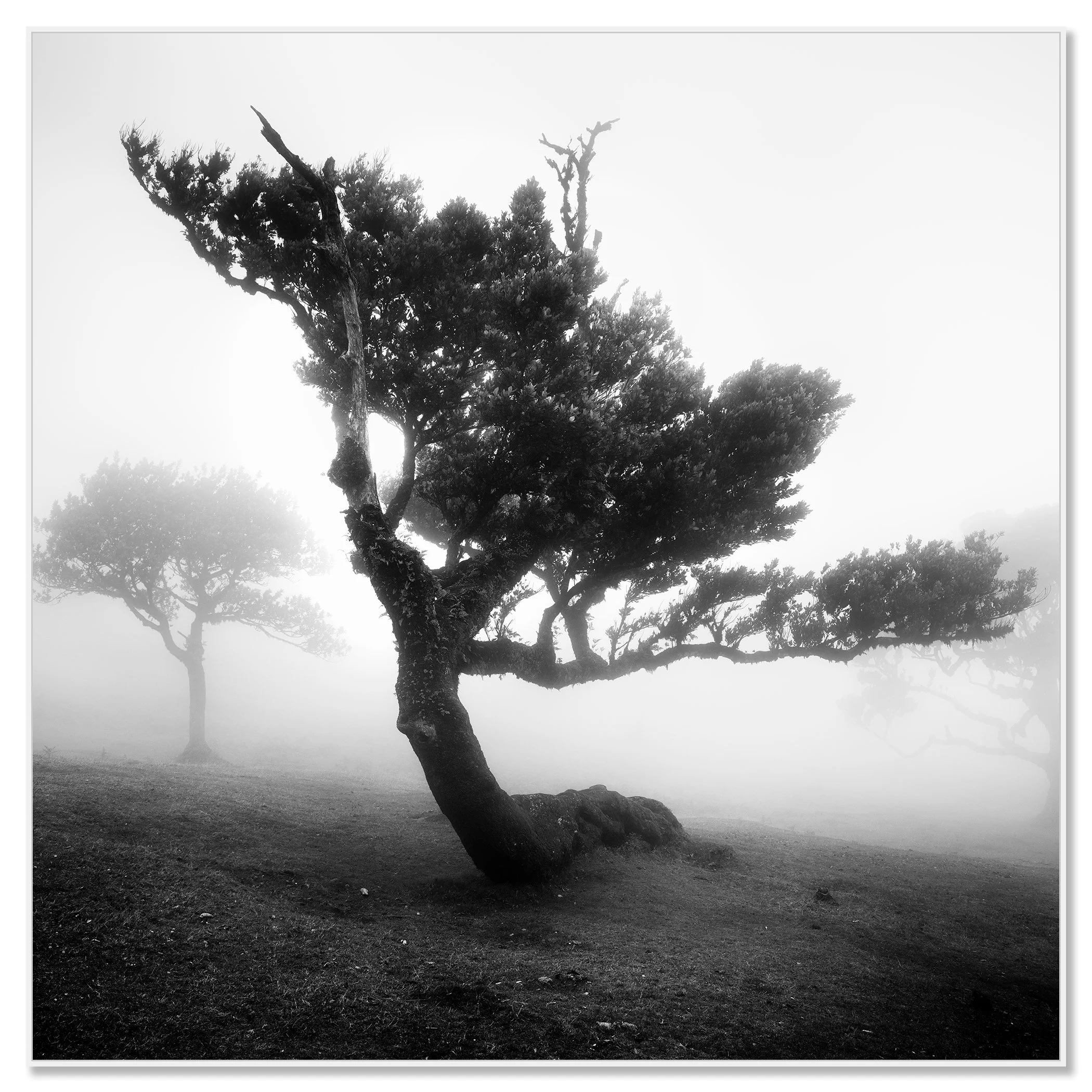 Black and white photograph of a twisted, gnarled tree in the Fanal laurel forest, set in dense fog as background trees dissolve into mist – framed ArtBox white