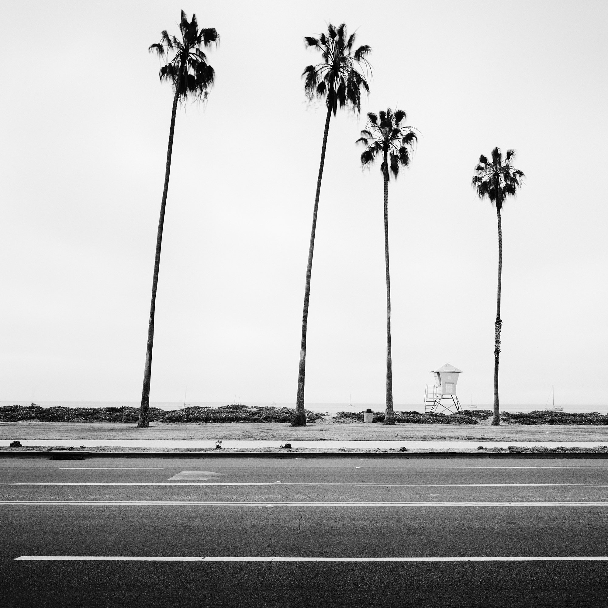 Detail of Palm Tree Study 4 showing four palm trees and a lifeguard tower in Santa Barbara, California, by Gerald Berghammer.