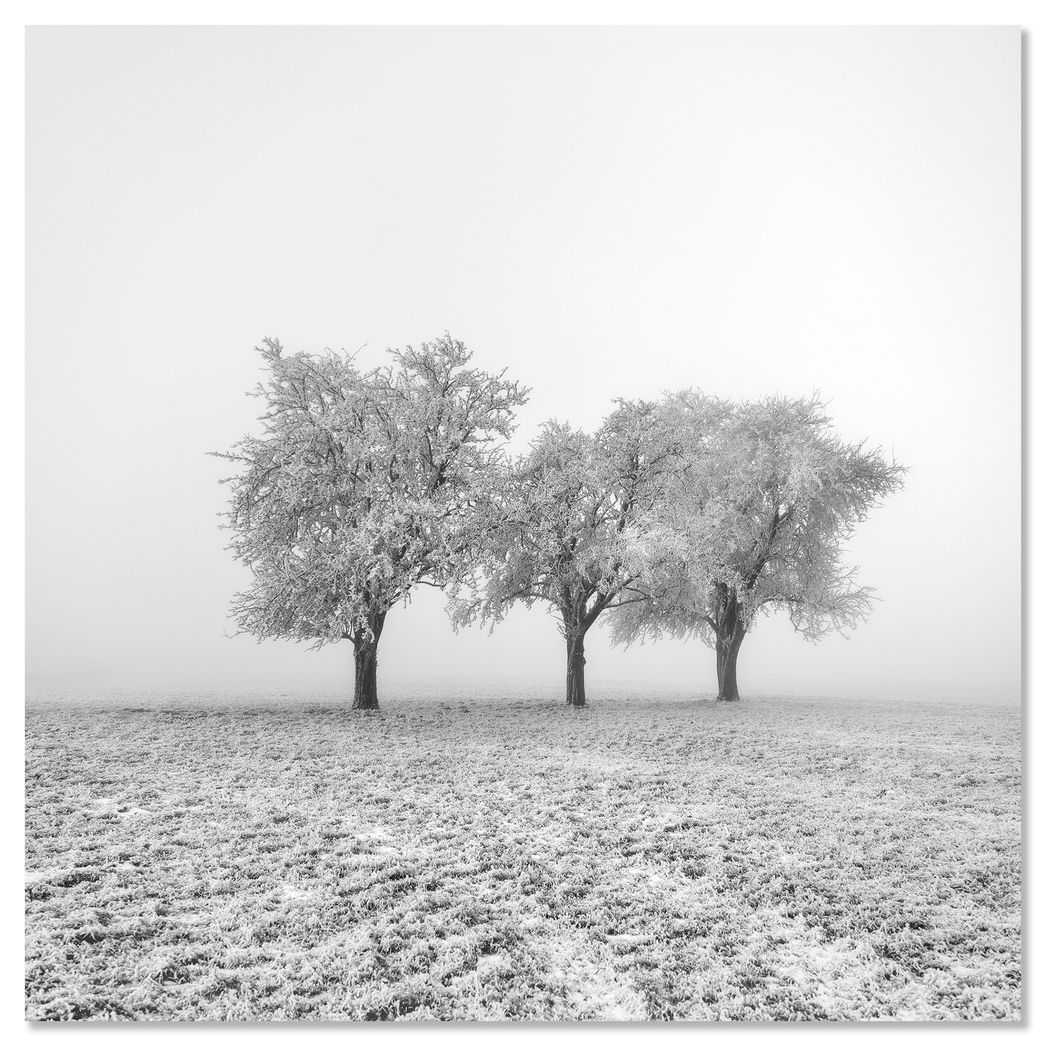 Frozen Apple Trees Study 1 – Austria, frameless black-and-white photograph mounted on aluminium Dibond by Gerald Berghammer.