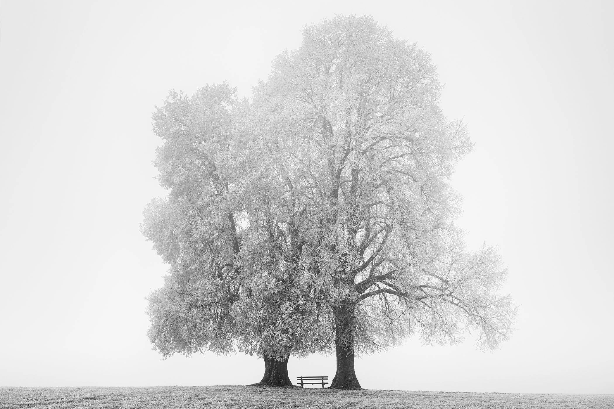 Place to Linger Winter Study 2 by Gerald Berghammer, black-and-white photograph of two frost-covered trees with a small bench in a misty Austrian winter landscape.