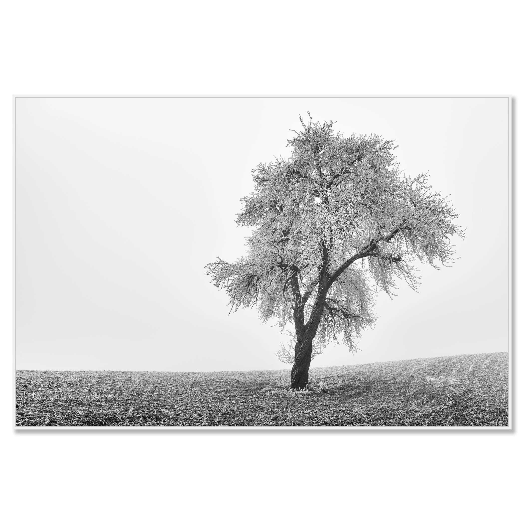 Tree in Frozen Field Study 1 – black-and-white photograph of a solitary tree in Austria mounted on aluminium Dibond in a white ArtBox frame.