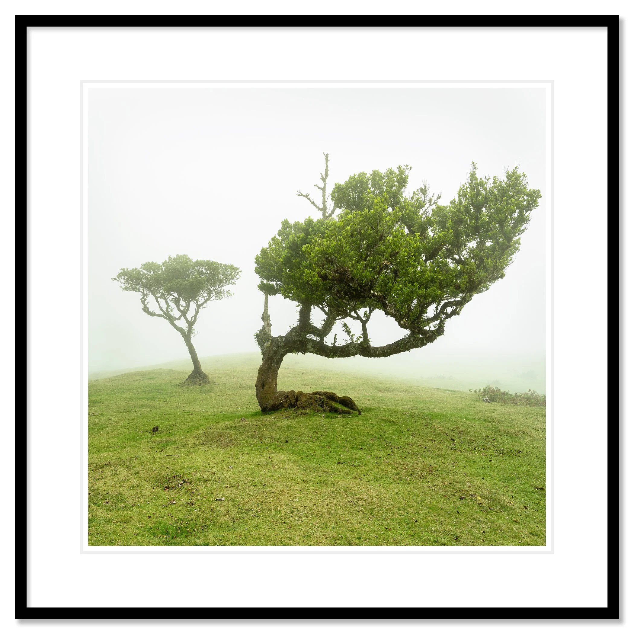 Foggy meadow in Madeira, Portugal with two trees; one with a curved trunk and dense green foliage, Classic frame black