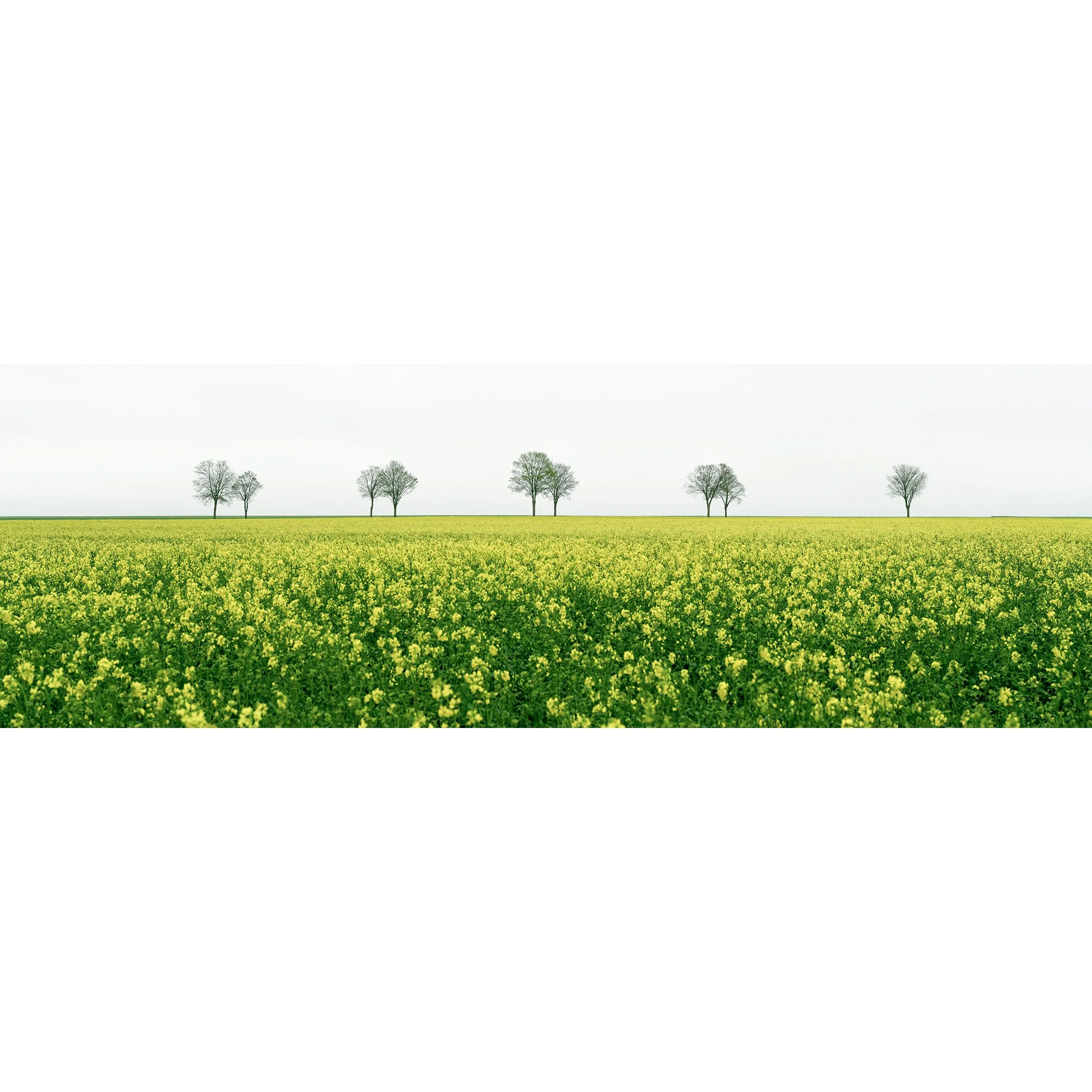 © 2023 Gerald Berghammer - Color landscape photography. A vast green field filled with yellow flowers, with leafless trees in the distance under a cloudy sky.