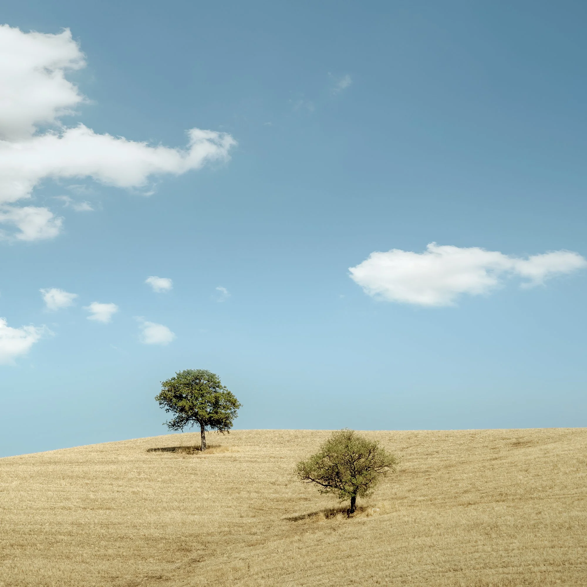 © 2021 Gerald Berghammer - Color minimalist Tuscany landscape photography. Two trees on a grassy hill under a blue sky with white clouds. Print detail 2