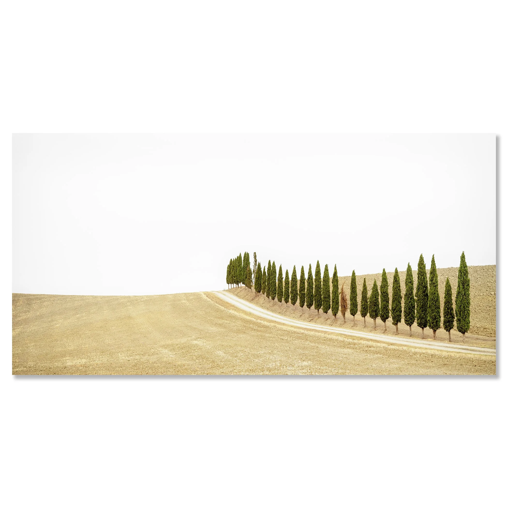 Row of Cypress Trees, Panorama – colour photographic print mounted on frameless aluminium Dibond.