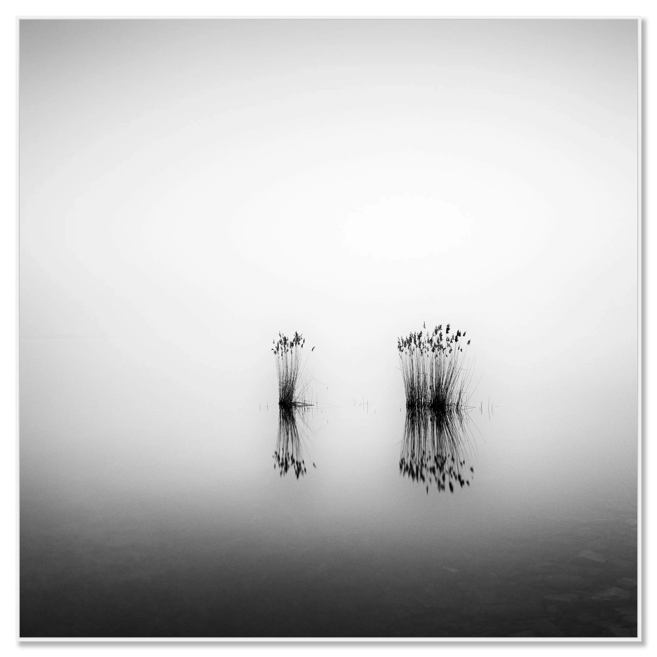 Phragmites Study 1 – Hungary black-and-white photograph in a white aluminium ArtBox frame