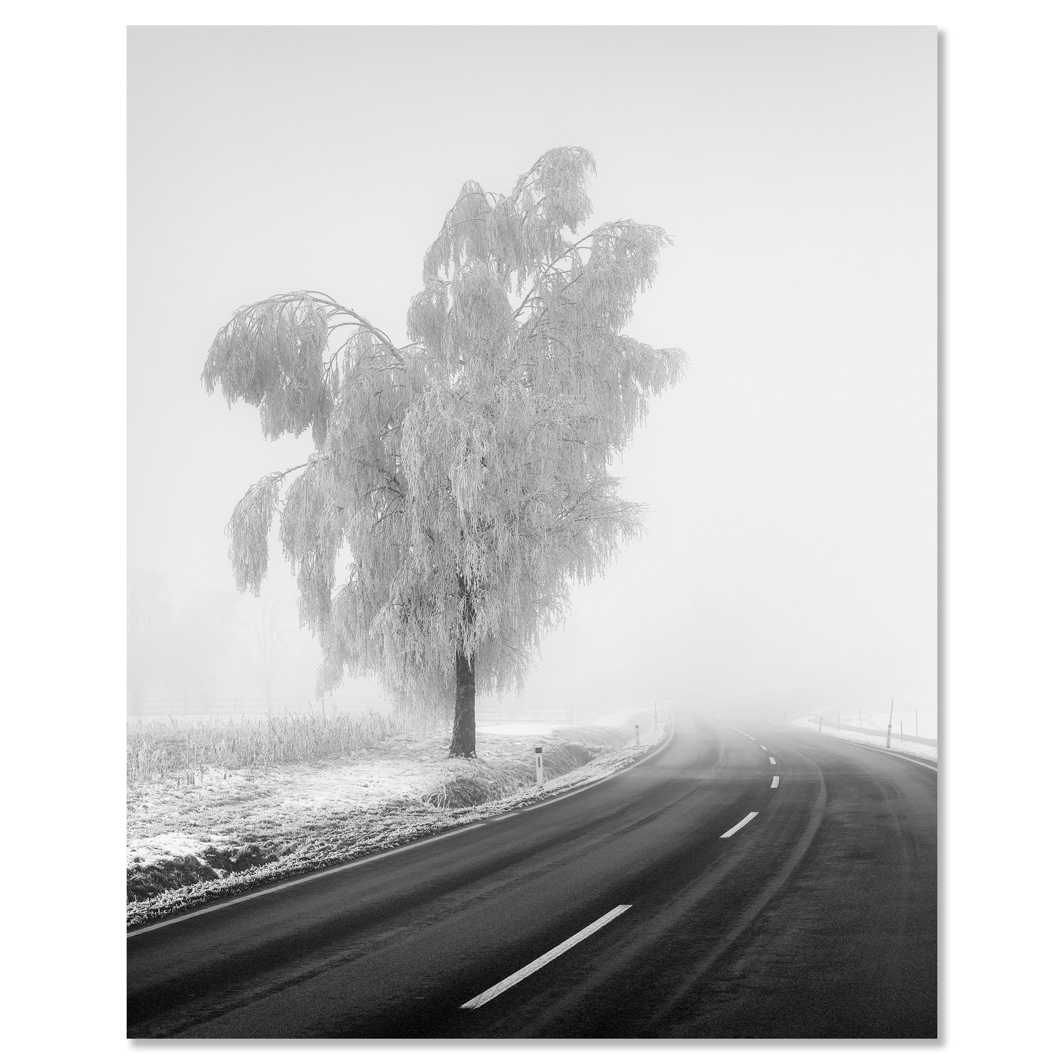 Frozen Birch Tree Study 2 presented as a frameless black-and-white aluminium Dibond print, featuring a solitary frosted birch tree by Gerald Berghammer.