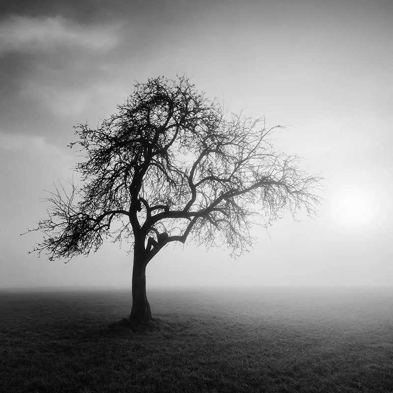 Foggy Morning, Study 1 – Austria | Gerald Berghammer