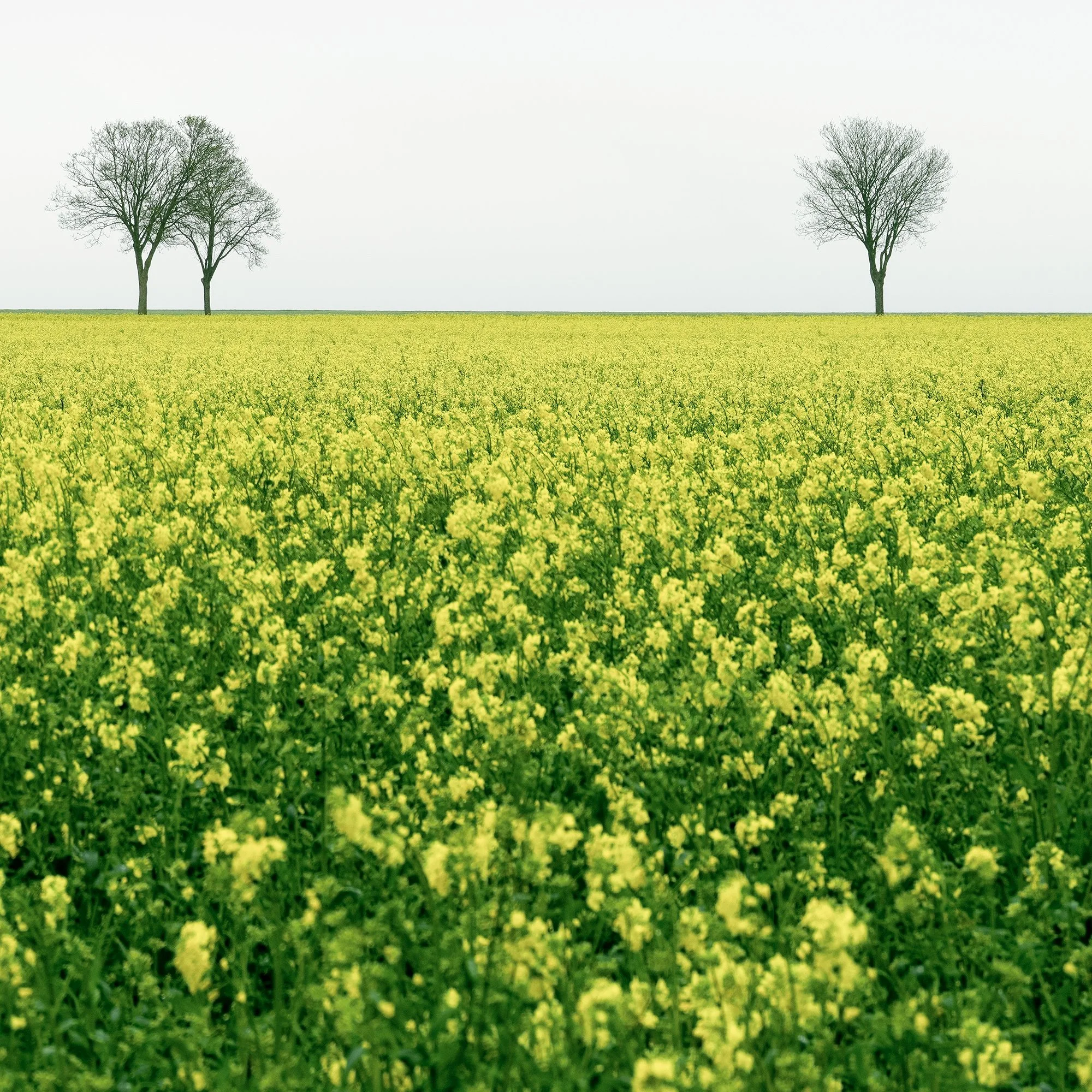 © 2023 Gerald Berghammer - Color landscape photography. A vast green field filled with yellow flowers, with leafless trees in the distance under a cloudy sky. Print detail 2