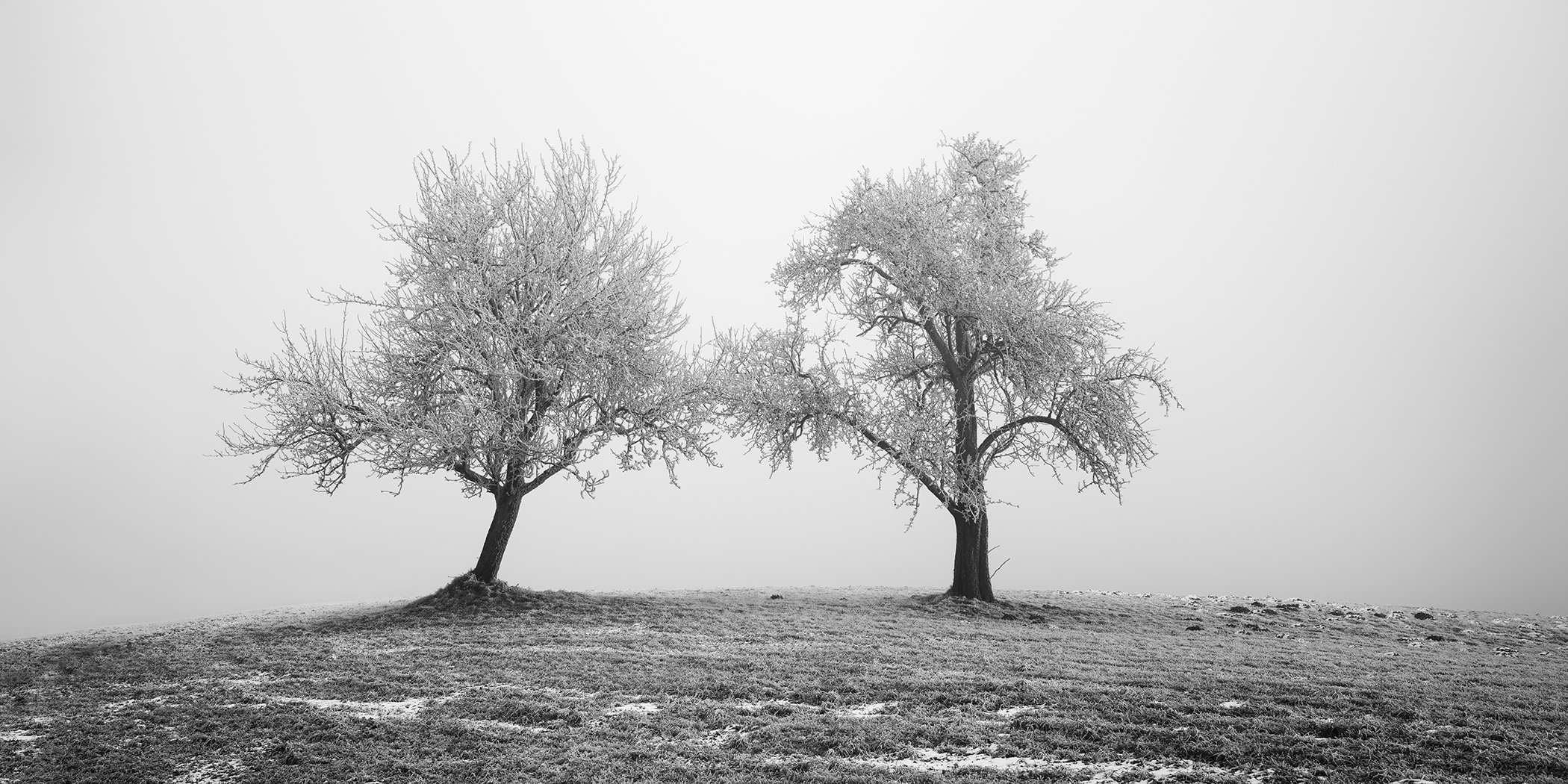 Two Lonely Frozen Trees Panorama by Gerald Berghammer, black-and-white photograph of two frost-covered trees on a misty winter field in Austria.