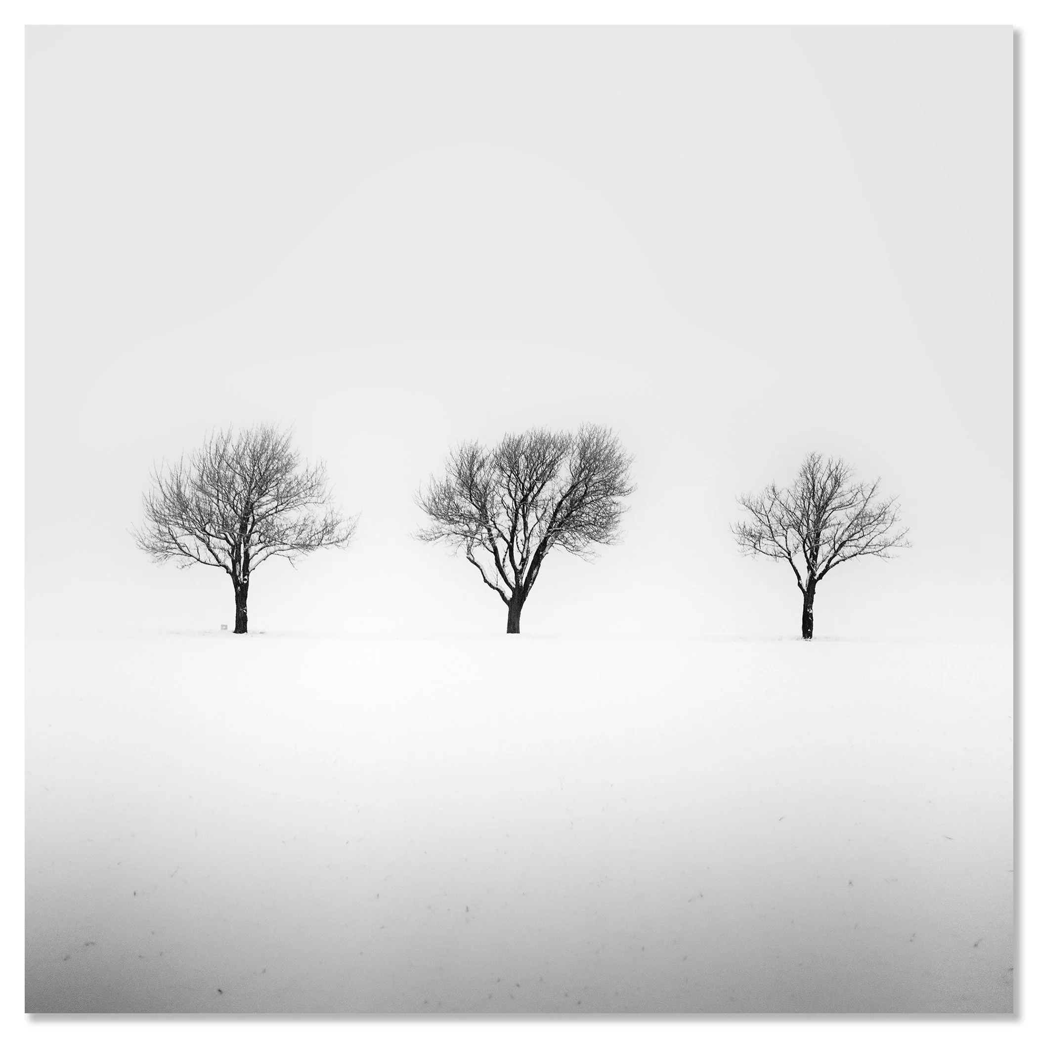 Three bare trees in a snowy field on a misty winter morning in Austria – dibond frameless