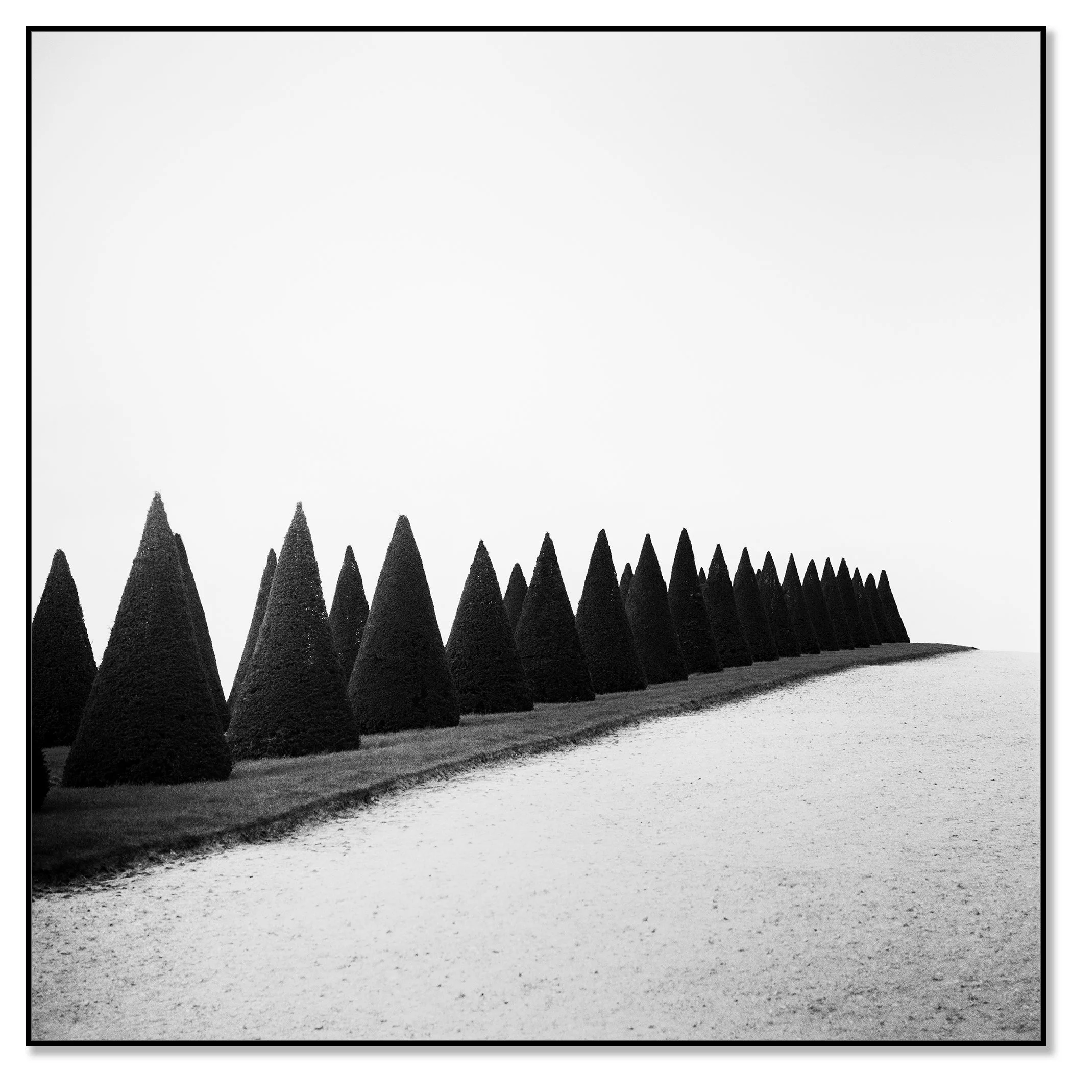 Hedges, Study 1 – black-and-white Dibond print presented in a black aluminium ArtBox frame.