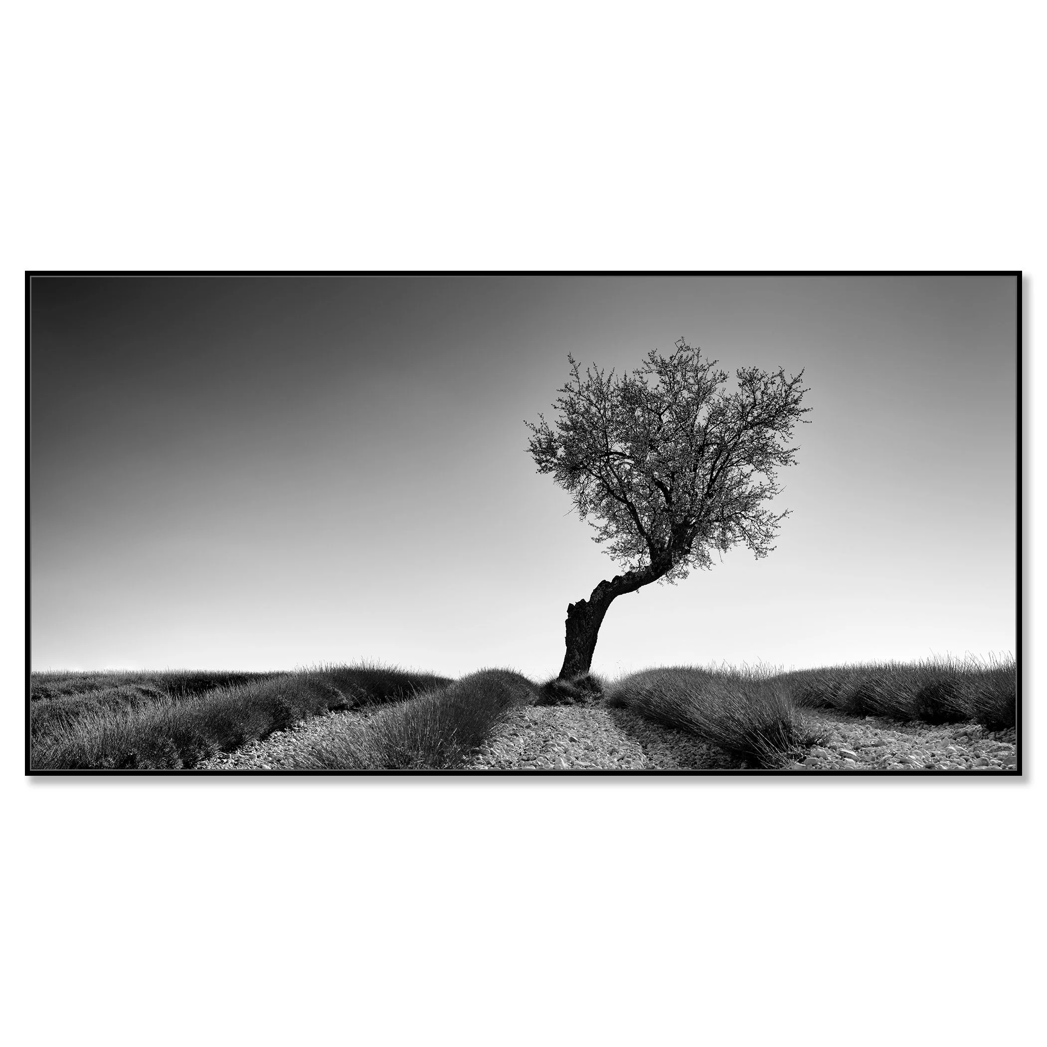 Lavender Field with Tree Panorama Study 1 by Gerald Berghammer, black-and-white photograph in a black aluminium ArtBox frame.