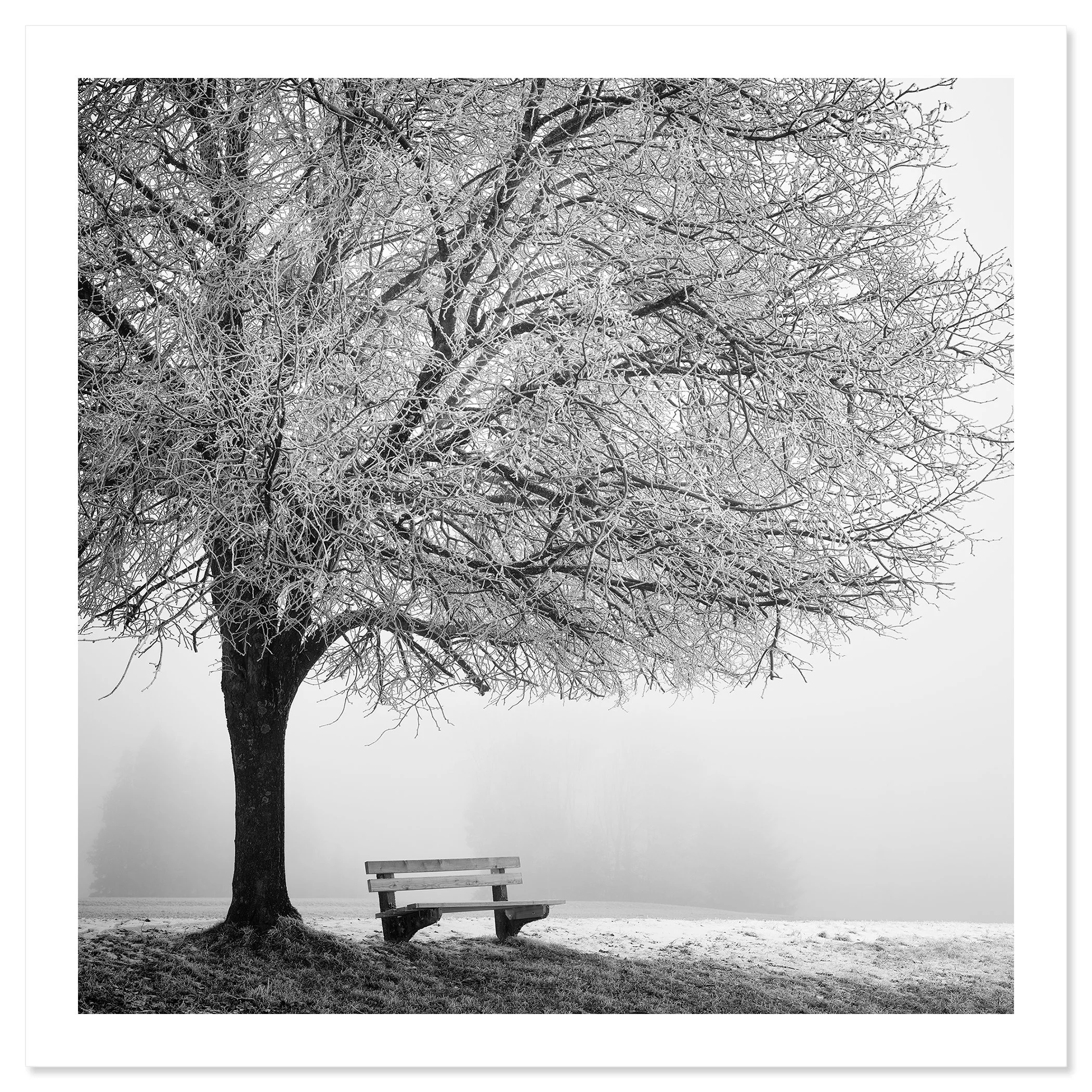Cold Foggy Winter Morning Study 1, black-and-white winter tree and bench, fine art print only by Gerald Berghammer.