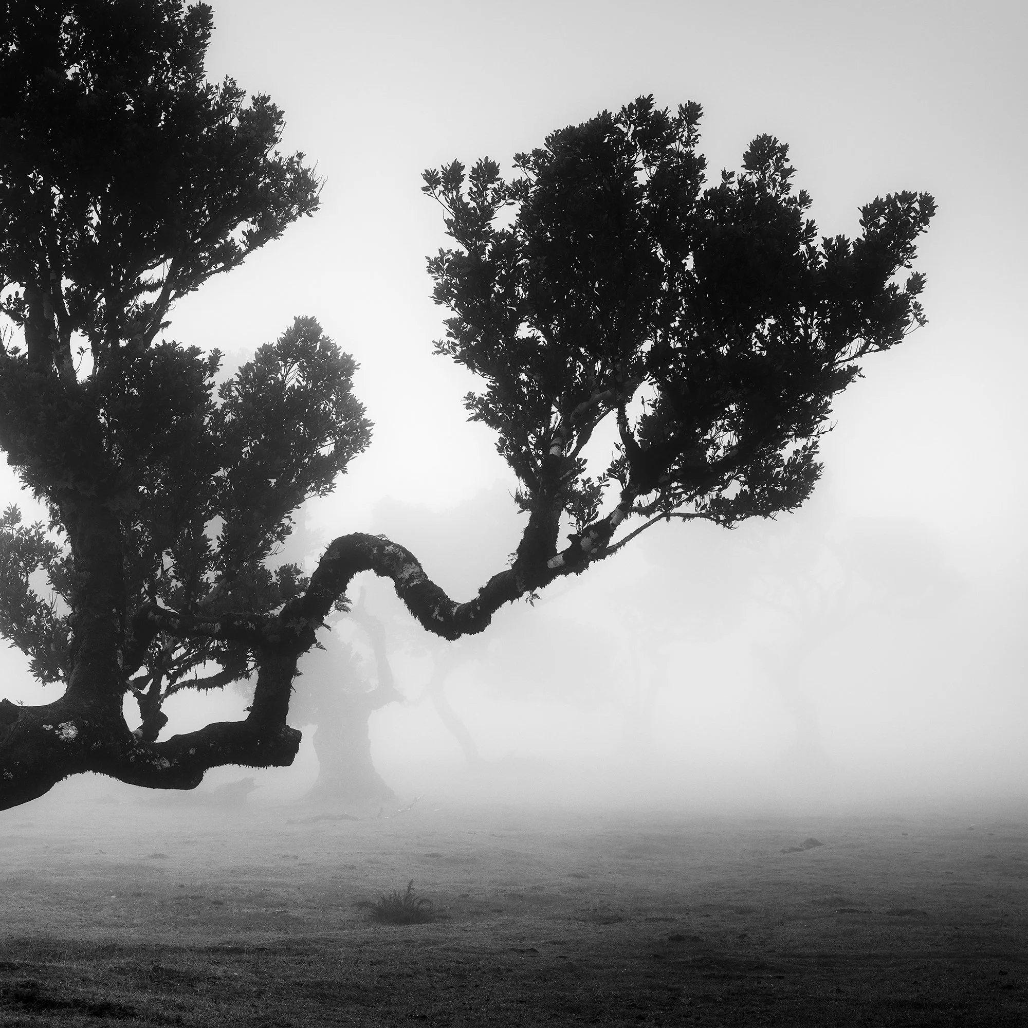 Detail of a curved laurel branch extending into the fog in Ancient Laurisilva Forest, Study 3 by Gerald Berghammer.