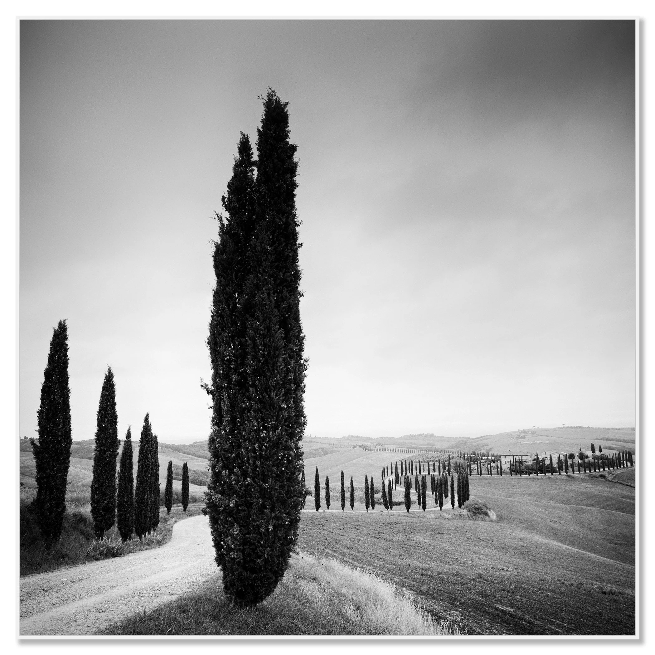 Black and white photo of a cypress-lined country road through rolling countryside – framed ArtBox white