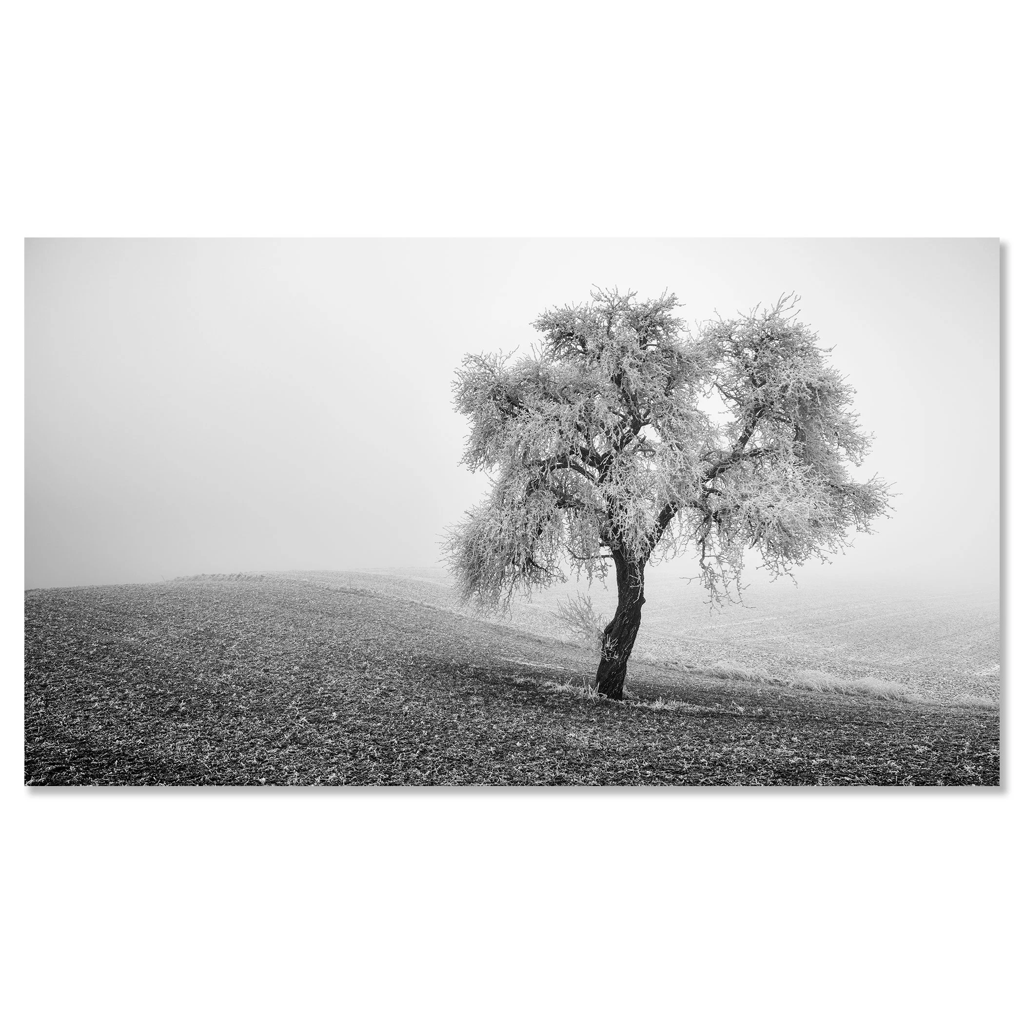 Tree in Frozen Field Panorama Study 1 – black-and-white photograph mounted on aluminium Dibond, frameless, by Gerald Berghammer.