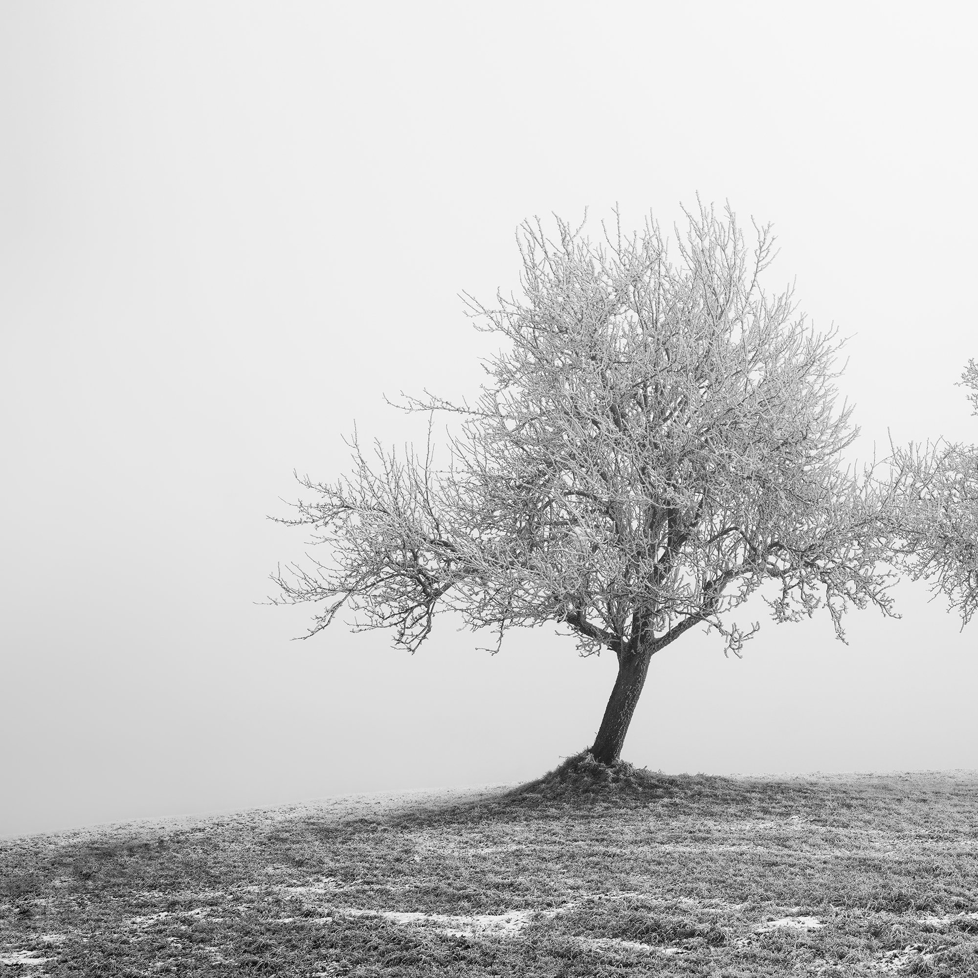 Close-up of Two Lonely Frozen Trees Panorama by Gerald Berghammer, showing frost-covered branches in a misty Austrian winter landscape.