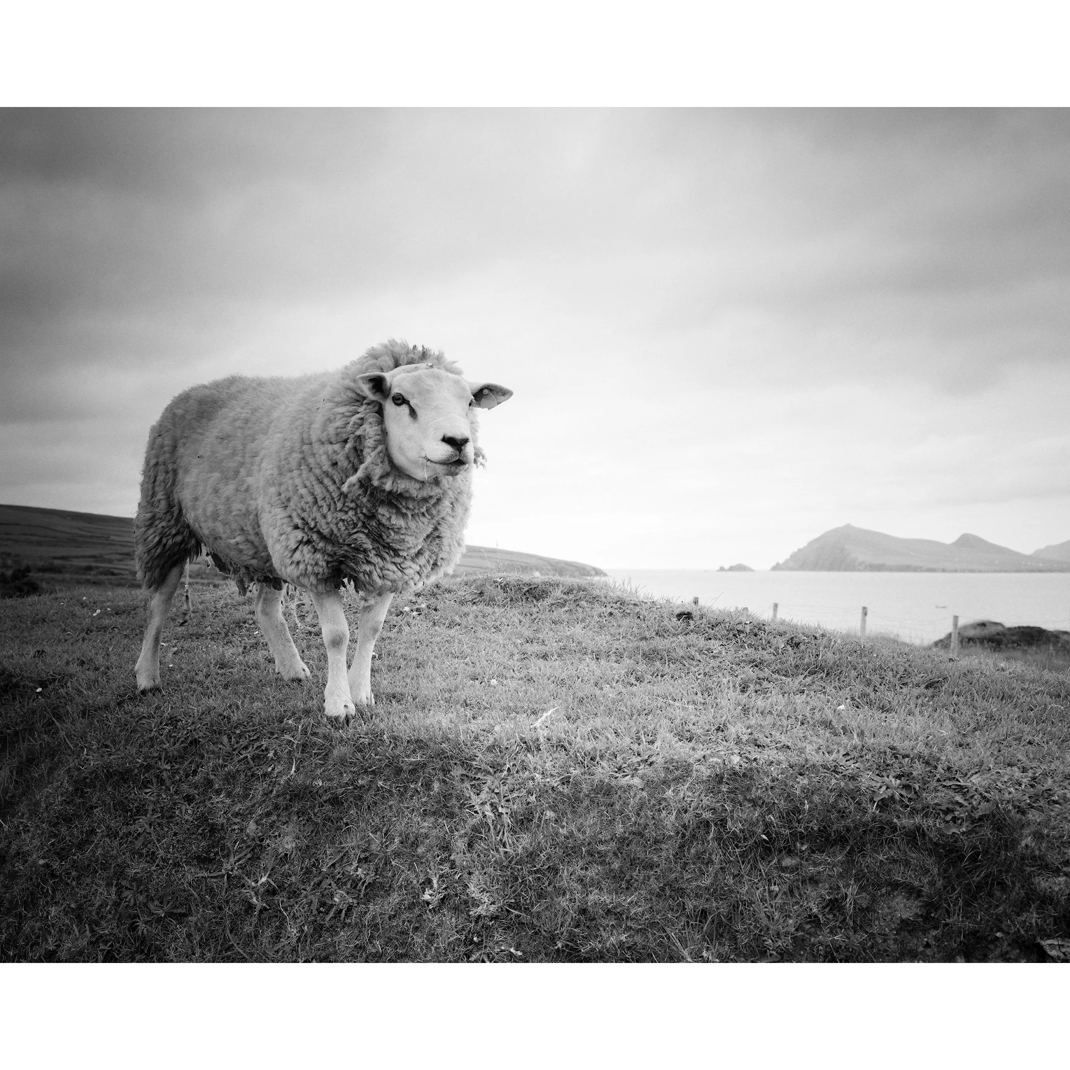 Gerald Berghammer - Black and white landscape photography. A sheep standing on grassy land near the Atlantic Ocean with hills on a small island.