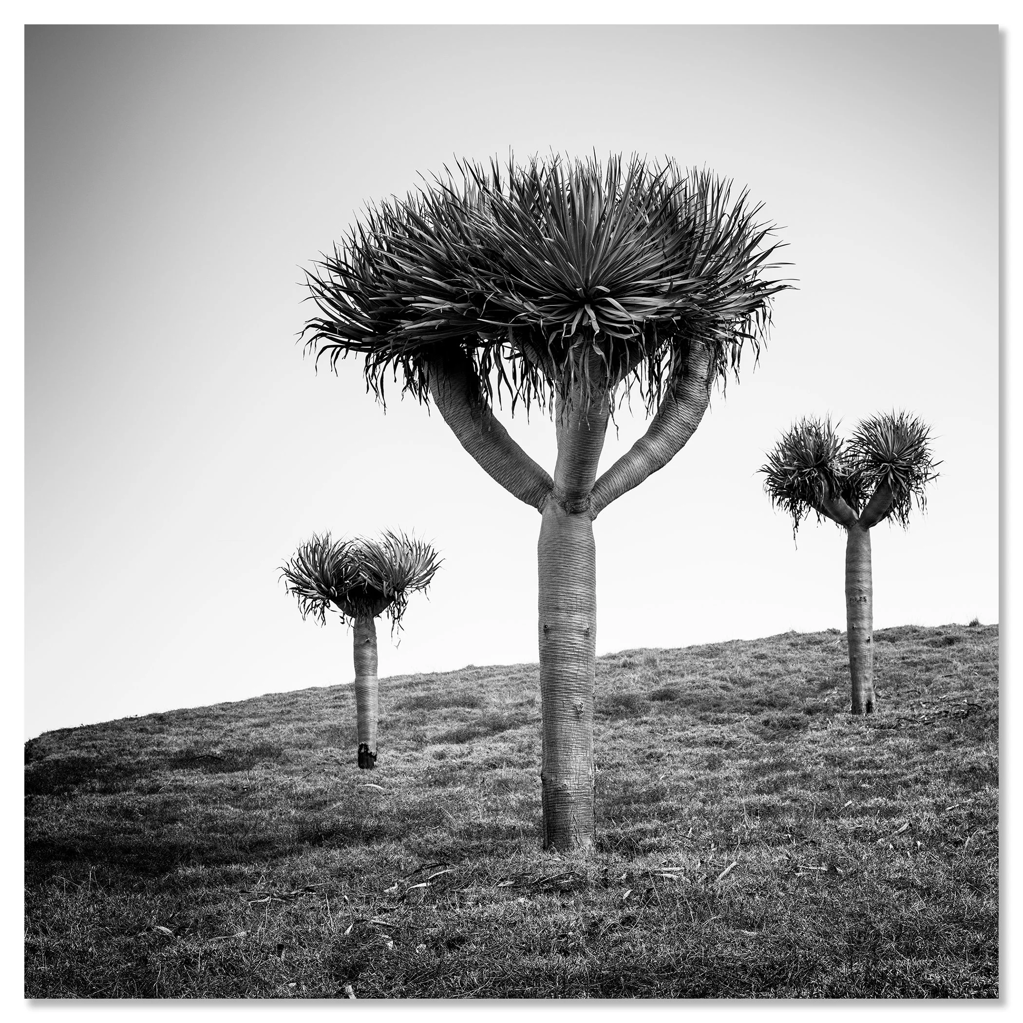 Minimalist landscape photograph of a Canary Islands dragon tree in Madeira – dibond frameless