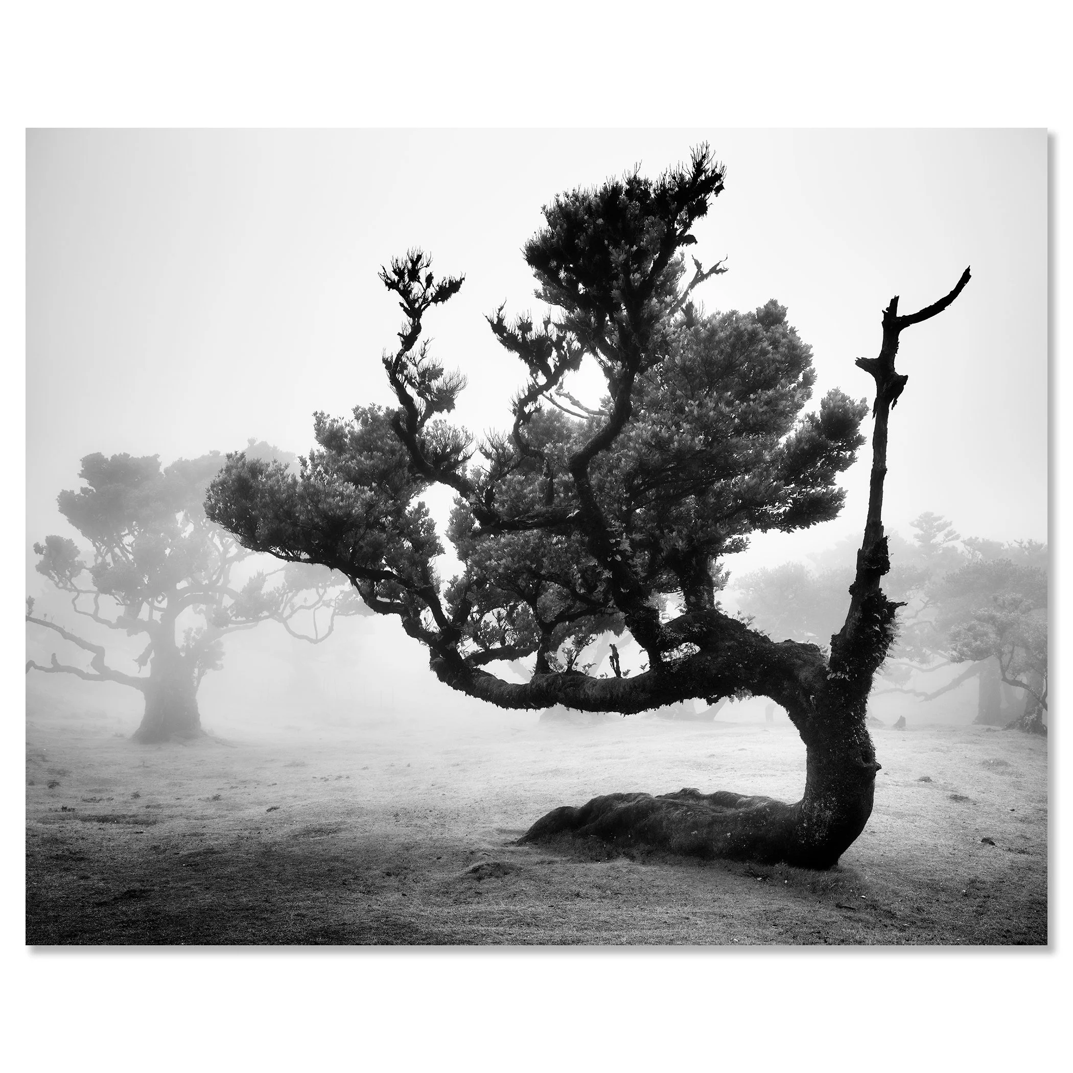 Ancient Laurisilva Forest, Study 12 – frameless black-and-white photograph mounted on aluminium Dibond.