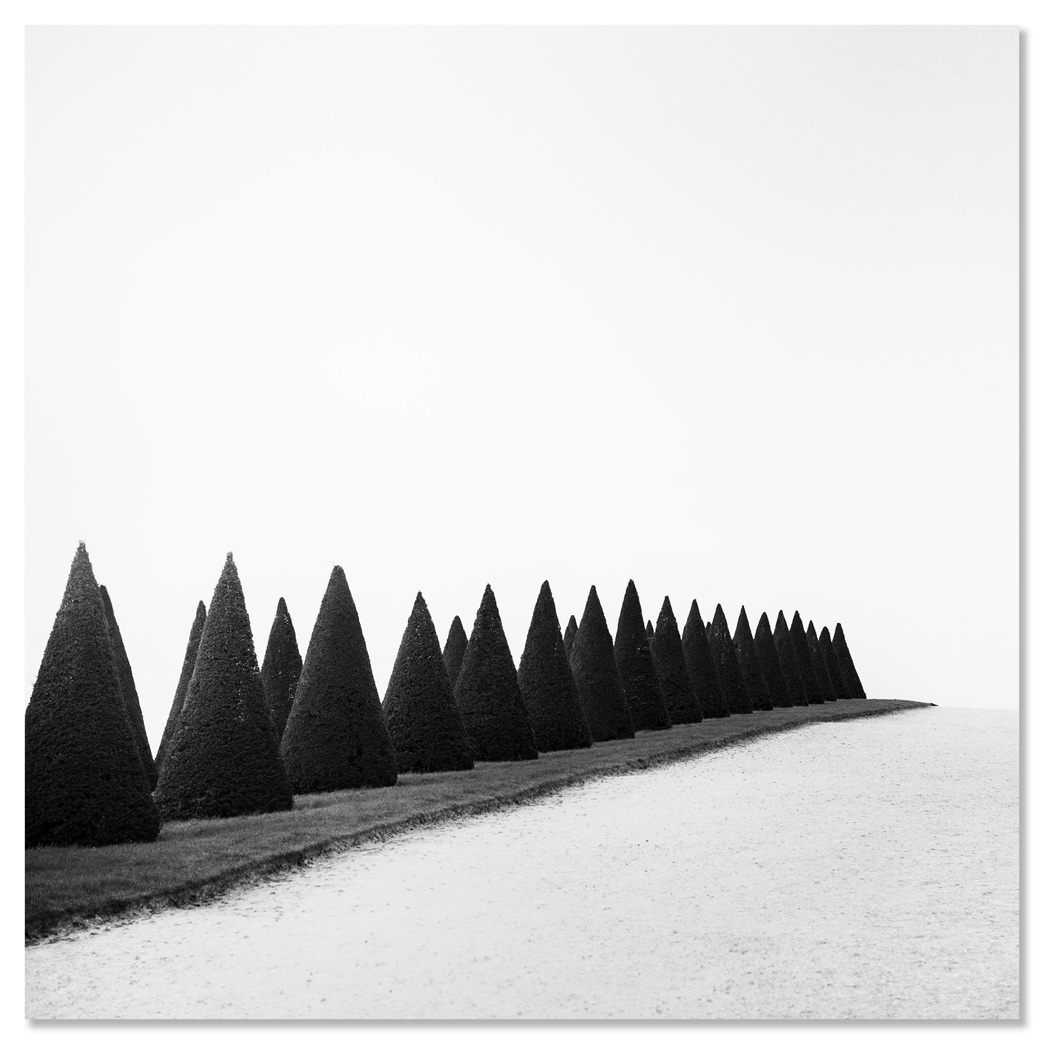 Hedges, Study 1 – black-and-white photograph of Versailles topiary hedges mounted frameless on aluminium Dibond by Gerald Berghammer.