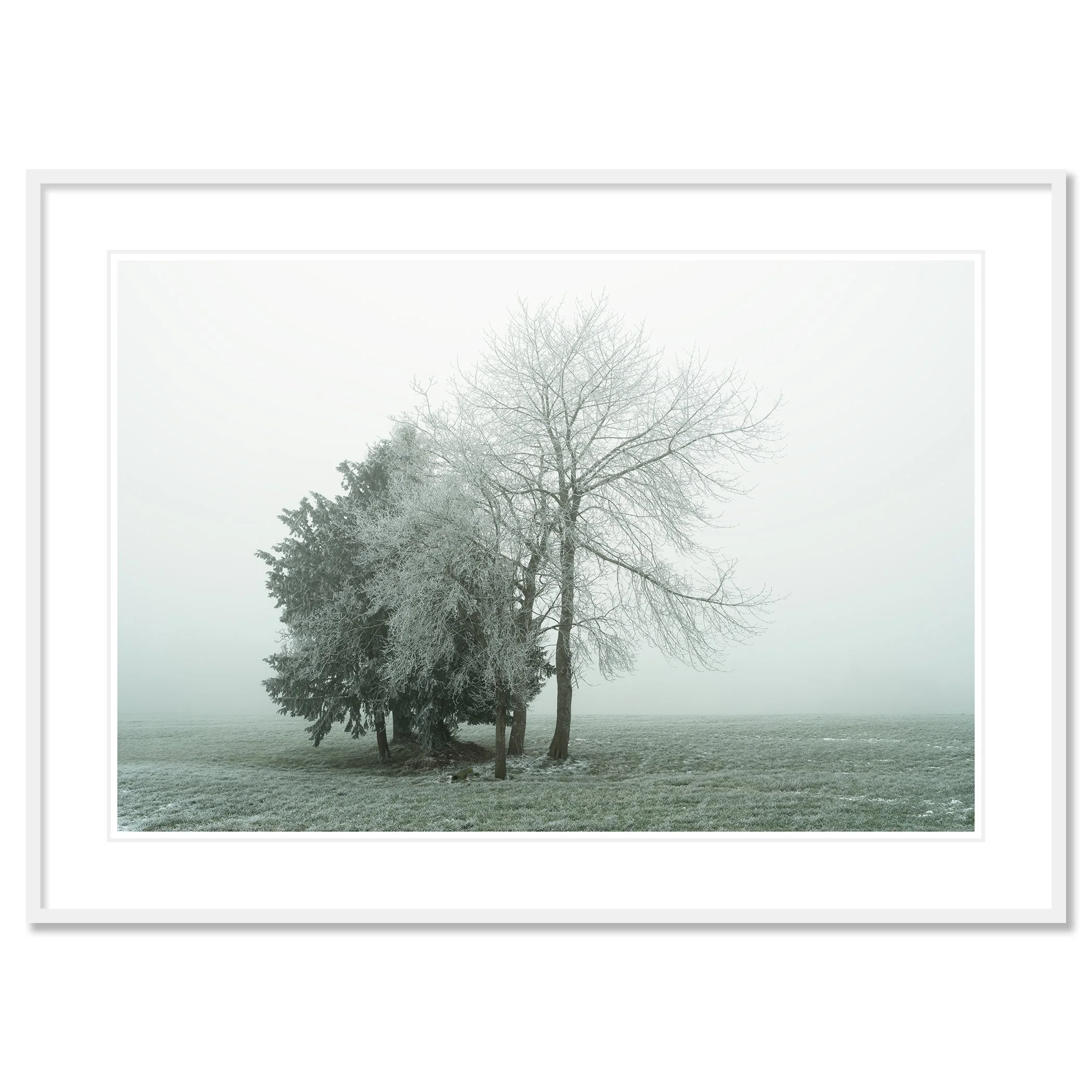 Gerald Berghammer - Color minimalist landscape photography. Frost-covered trees in a foggy winter landscape with green grass. Classic framed white