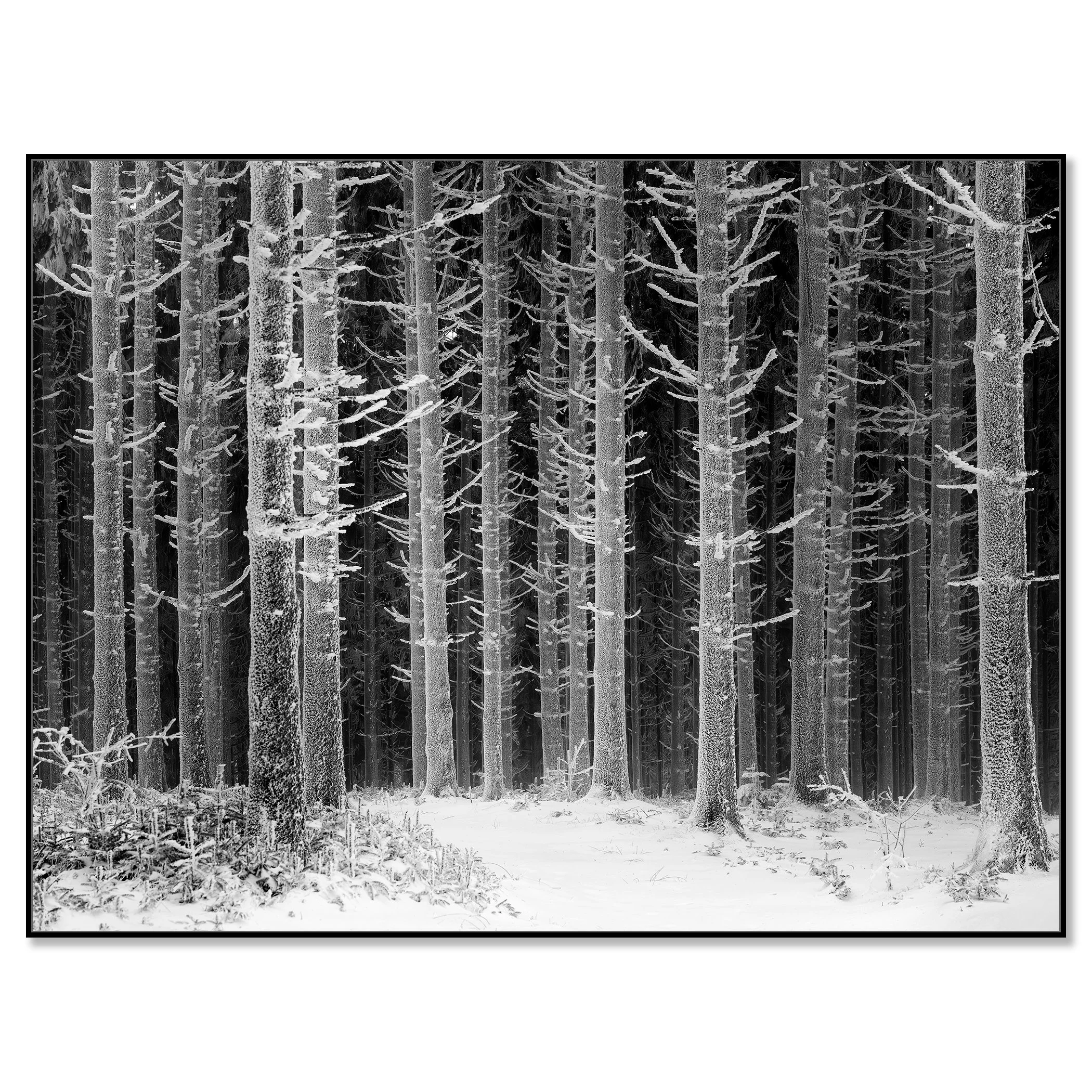 Path Through the Frosted Forest – Austria, black-and-white fine art photograph in a black aluminium ArtBox frame by Gerald Berghammer.