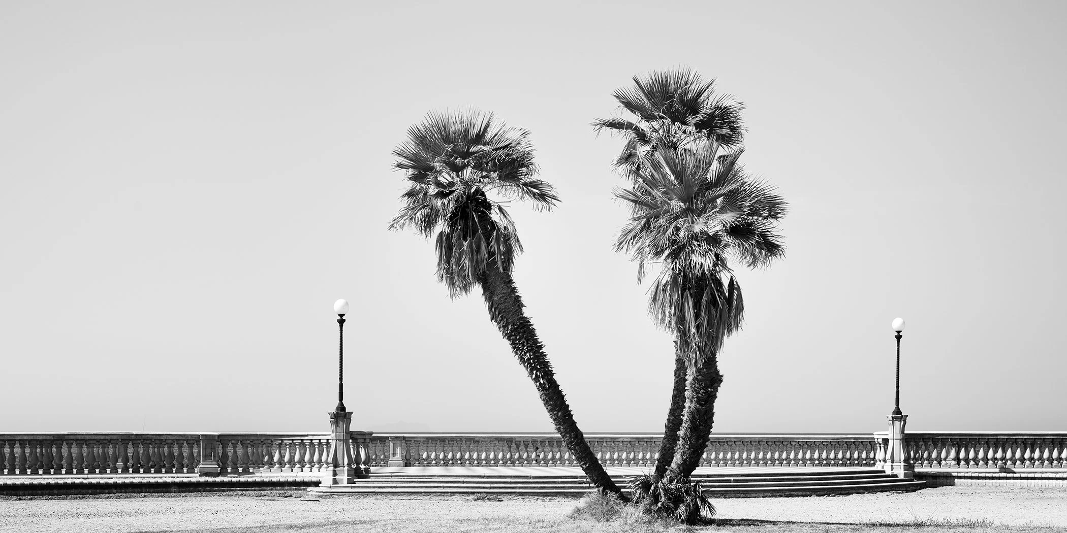 Palm Trees Study 2 by Gerald Berghammer, minimalist black-and-white panoramic photograph of two palm trees at Terrazza Mascagni in Tuscany, Italy.